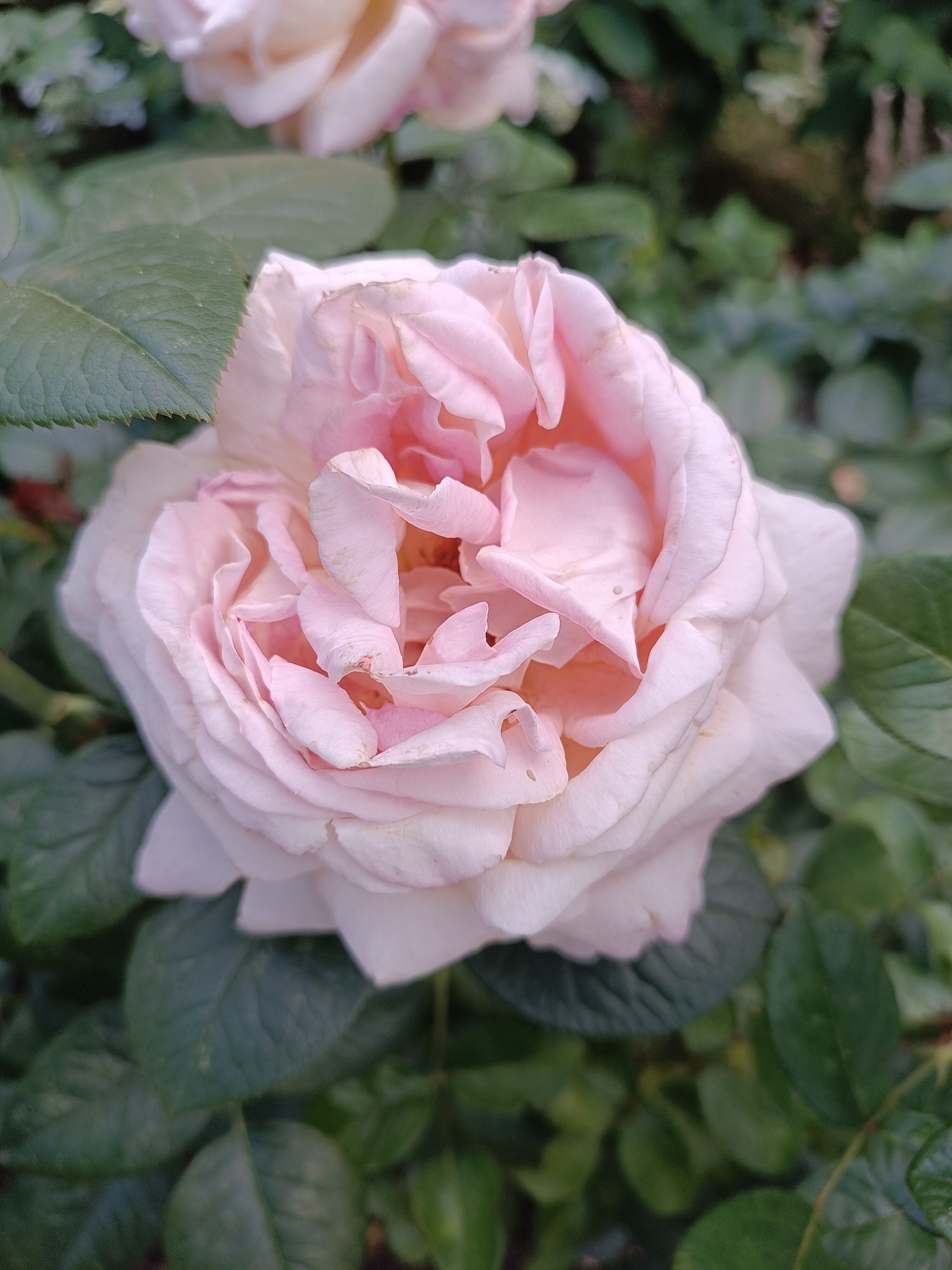 A close-up, eye-level shot focuses on a delicate pink rose in full bloom, its petals unfurling in a soft, layered pattern. The rose is the central subject, positioned slightly to the left of the frame, with its center appearing to be an even lighter shade of pink, almost white. The texture of the petals is visible, with subtle creases and slight imperfections that add to its natural beauty. Surrounding the rose are lush, dark green leaves, some of which are in sharp focus and exhibit serrated edges, while others are softer and blurred, creating a sense of depth. The background is a soft wash of muted green foliage, indicating the rose is part of a garden or bush. There are no people, animals, or man-made objects visible in the image. The lighting appears to be natural daylight, casting soft shadows and highlighting the gentle curves of the rose petals. No specific location in Moscow, Russia can be identified from this image.