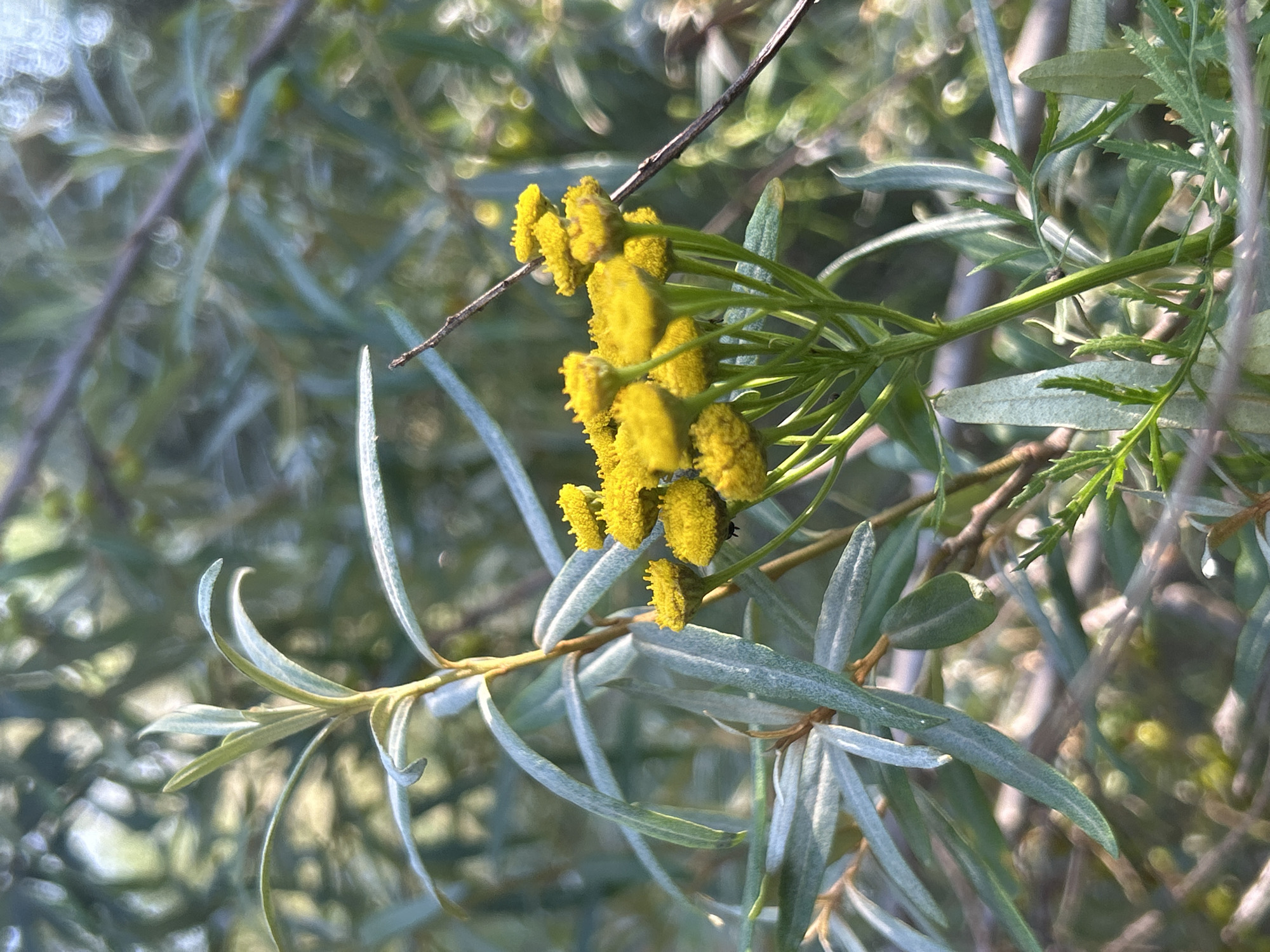 This is a close-up, eye-level photograph of yellow flowers on a shrub. The flowers are clustered together and appear to be small and somewhat fuzzy. They are a bright yellow color and stand out against the muted green and silver-grey foliage of the plant. The leaves are long and slender, with a silvery sheen, and are arranged along the branches. Some of the leaves are curled, adding texture to the image.
The background is softly blurred, creating a shallow depth of field that emphasizes the flowers and nearby leaves. The bokeh effect in the background suggests sunlight filtering through leaves, creating bright, circular highlights. This, along with the angle of the light, indicates that the photo was likely taken during daylight hours, possibly in the late morning or afternoon.
There are no people or animals visible in the image. The setting appears to be outdoors, likely a garden or natural environment with shrubbery. The overall mood is peaceful and serene, highlighting the delicate beauty of the flowers. The image does not contain any visible text. The specific location, Chaikovsky, Russia, provides a geographical context for the flora.