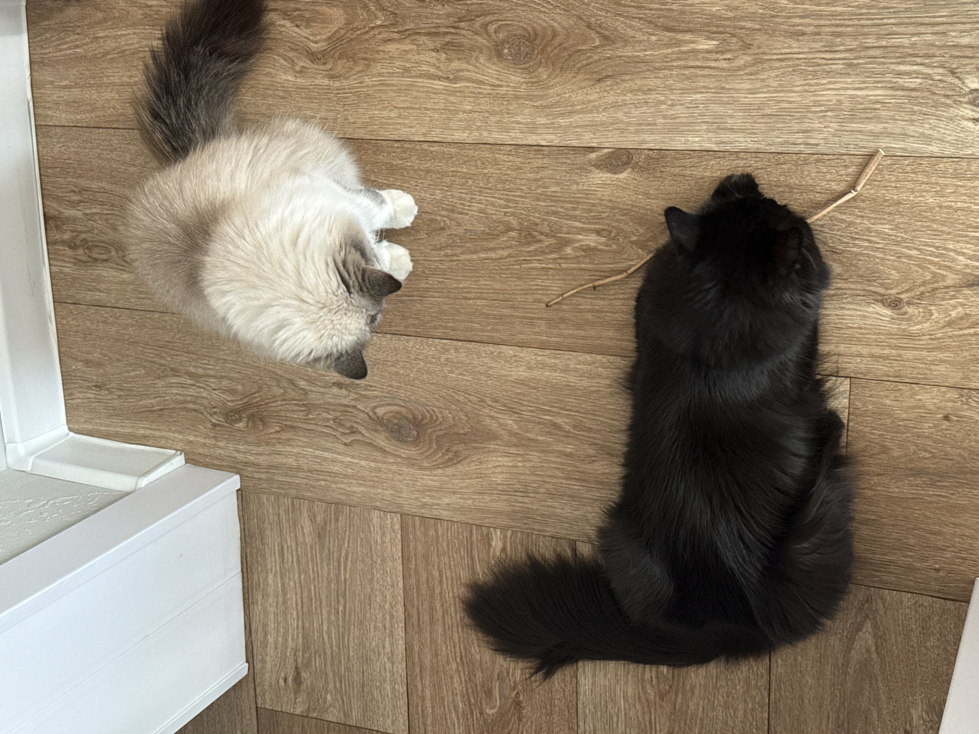 Two cats are on a wooden floor. One cat is white and gray, facing down and to the left. The other cat is black, facing up and to the right, with a twig near its head. Part of a white object is visible on the left. The floorboards have a light brown, wood-grain pattern. The scene is indoors. The location, Rostov-on-Don, Russia, is not discernible from the image.