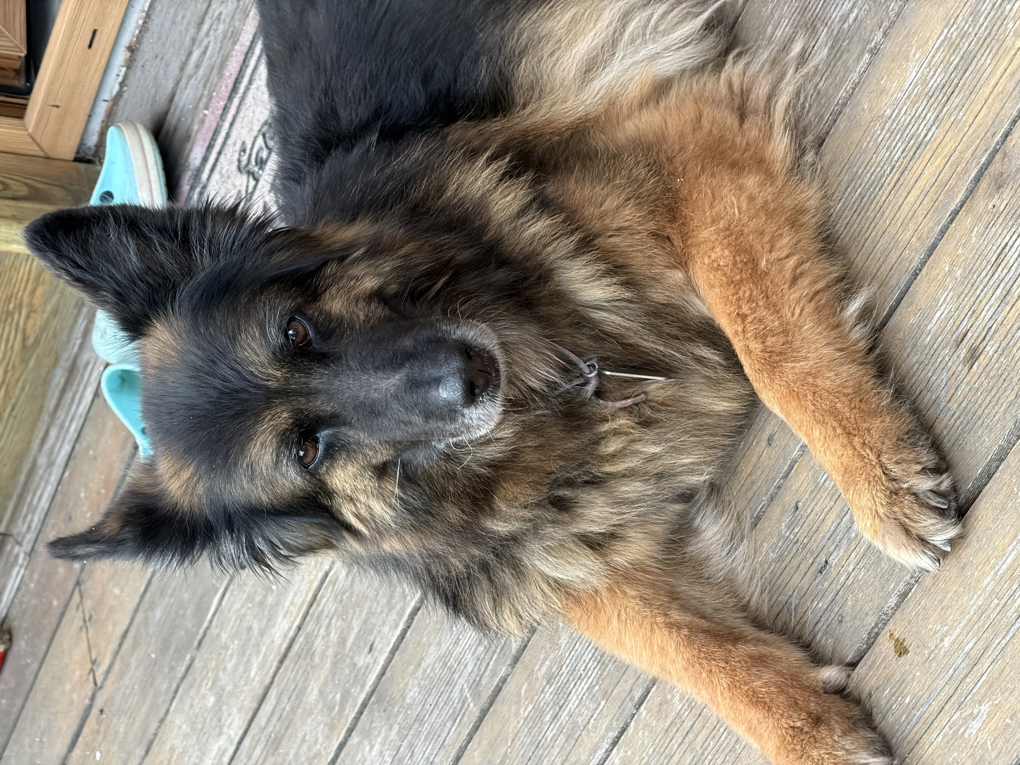 A long-haired German Shepherd lies on a wooden deck, its fur a mix of black, tan, and brown. The dog's ears are alert, and its brown eyes gaze directly at the camera. Its front paws are crossed in front of its body, and its tail is not visible. The deck boards are weathered and spaced apart, with a few specks of white debris visible. In the background, two teal-colored slip-on shoes are partially visible, along with a doormat. The overall setting suggests an outdoor living space, possibly a porch or patio. The image does not contain information to place it in Zimyonki, Russia, or any other specific city.