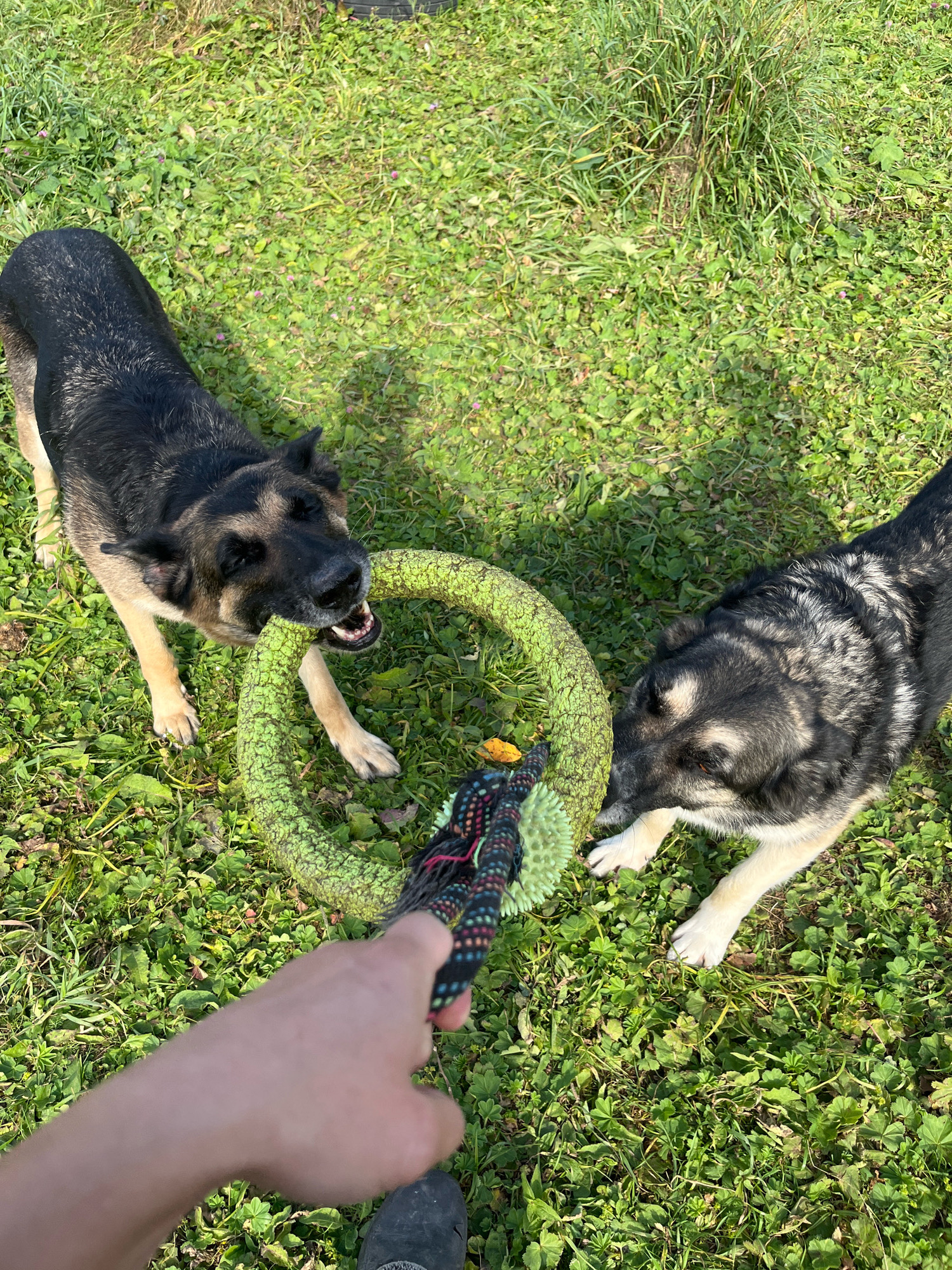 Two dogs, appearing to be German Shepherds, are playing with a green, textured ring toy in a grassy area. One dog is biting the toy, while the other is also engaged with it. A human hand, holding the toy's rope handle, is visible in the foreground. The environment is a sunlit yard with green grass and some clover. The location is the city of Nizhny Tagil, Russia.