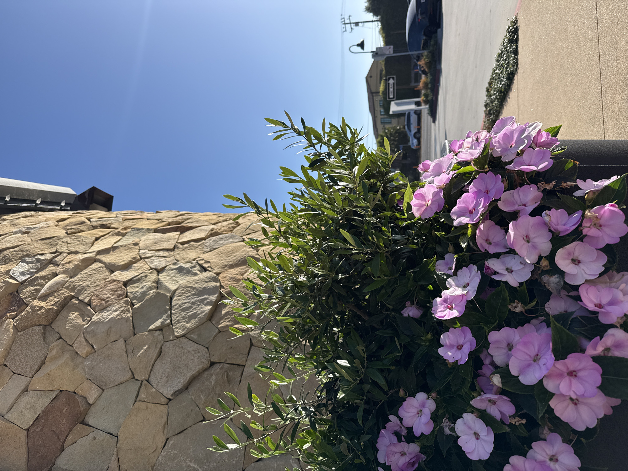 The image captures an outdoor scene, likely in the city of Malibu, United States of America, on a clear, sunny day. In the foreground, a large planter overflows with lush green foliage and numerous small, delicate pink flowers. The planter itself is dark and cylindrical, positioned against a textured stone wall that extends upwards and to the left. The stone wall is constructed from irregularly shaped, light-colored stones, with visible mortar lines.
Behind the planter and wall, the scene opens up to a street view. A paved sidewalk runs along the bottom right of the image. In the middle ground, a street is visible with cars, including a black sedan and a silver sedan. Traffic signs are present, including a "ONE WAY" sign pointing to the right. Beyond the street, a building with an orange roof and a tree-lined landscape can be seen. The sky is a vivid, clear blue with a slight lens flare visible on the right side, indicating bright sunlight. The overall impression is one of a well-maintained outdoor area adjacent to a street, possibly a commercial or residential property.