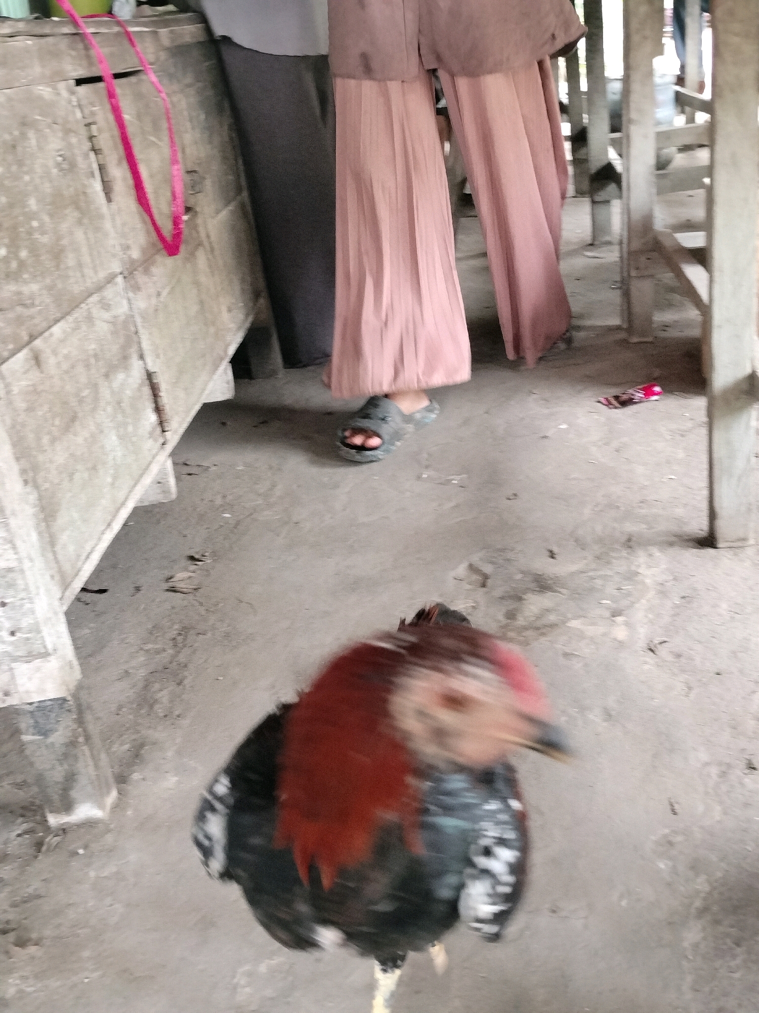 A rooster with blurred motion is in the foreground, facing right. It has red plumage on its head and neck, with black and white patterned feathers on its body. The background shows the lower half of a person wearing a pink, pleated skirt and dark pants, standing with their left foot in a dark sandal. To the left is a light-colored, weathered wooden structure with a pink strap draped over it. The ground is concrete, with some scattered debris. The environment appears to be an outdoor market or stall area, possibly in Maburai, Indonesia, given the context.