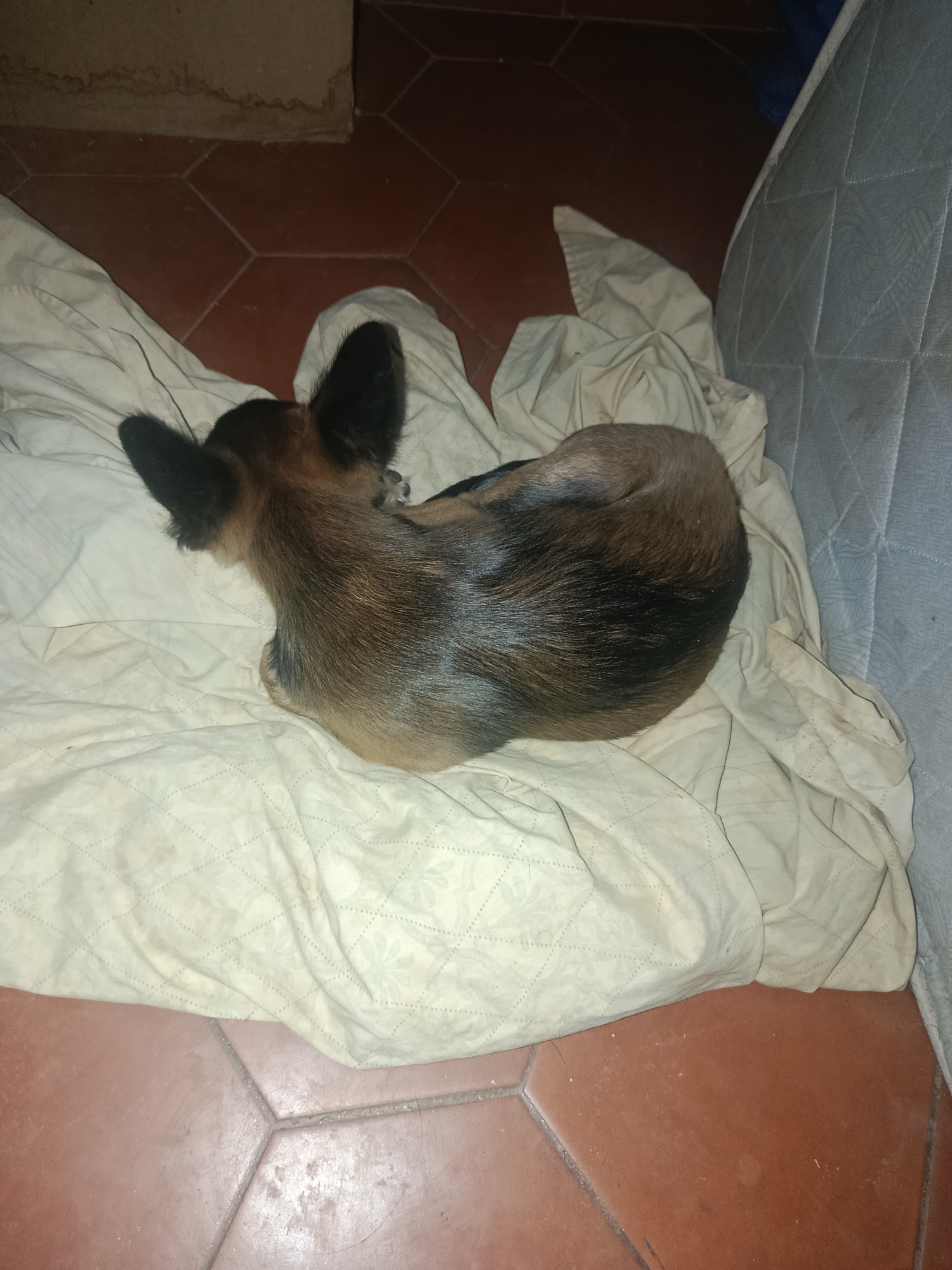 A small, brown and black dog is curled up on a light-colored, patterned blanket. The blanket is resting on a red tile floor. A portion of a mattress is visible in the background. The location is likely a home in Juan Griego, Venezuela.