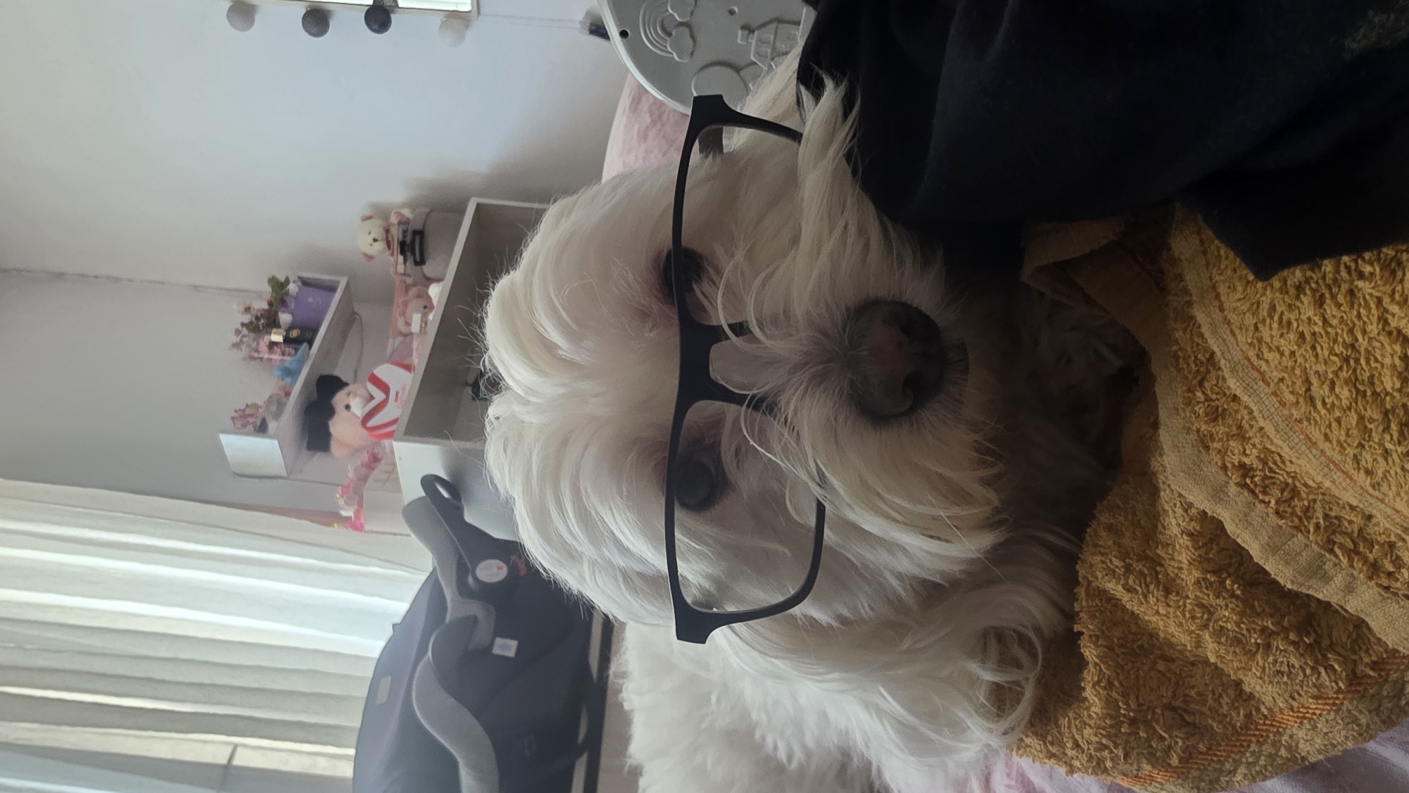 A white, fluffy dog, possibly a Maltese or similar breed, is centered in the frame, looking directly at the viewer. The dog is wearing black-framed glasses, which rest on its nose and obscure its eyes slightly. Its fur is shaggy and light-colored.
The dog appears to be lying down, with a crumpled, textured yellow towel or blanket partially covering its body on the right side of the image. A dark fabric, possibly part of clothing, is visible above the dog's head on the right. To the left of the dog, a dark grey object, possibly a car seat or pet carrier, is partially visible.
In the background, a room is visible, likely a bedroom or living area. There are white shelves mounted on the wall, displaying various objects. These include several stuffed animals, one of which has a red and white pattern, and other small decorative items or bottles. Above the shelves, a string of decorative round lights is visible. To the far left, a window with horizontal blinds allows natural light into the room.
The lighting suggests it is daytime. The dog appears calm, with the glasses lending a humorous or intellectual expression. No visible text is present in the image.
