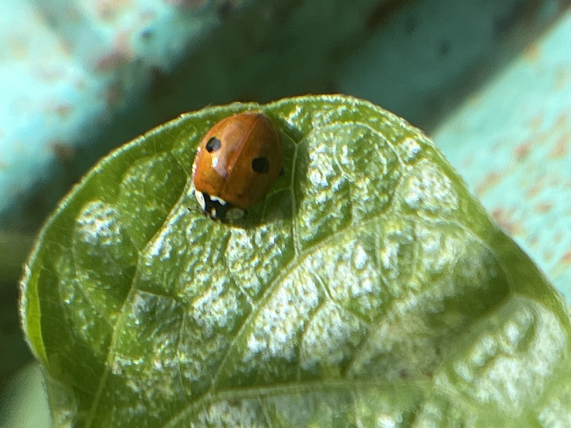 This is a close-up, macro photograph of a ladybug on a green leaf. The ladybug is orange with black spots and appears to be a single specimen. It is positioned on the curved edge of the leaf, with its head and front legs visible. The leaf has a textured surface with visible veins. The background is out of focus and shows a mottled pattern of green and light blue, with some hints of pink or reddish-brown. The lighting suggests it is daytime, likely outdoors, given the natural setting of a leaf and the soft, diffused light. There are no people, text, or specific event depicted. The overall scene conveys a sense of nature and small-scale detail.