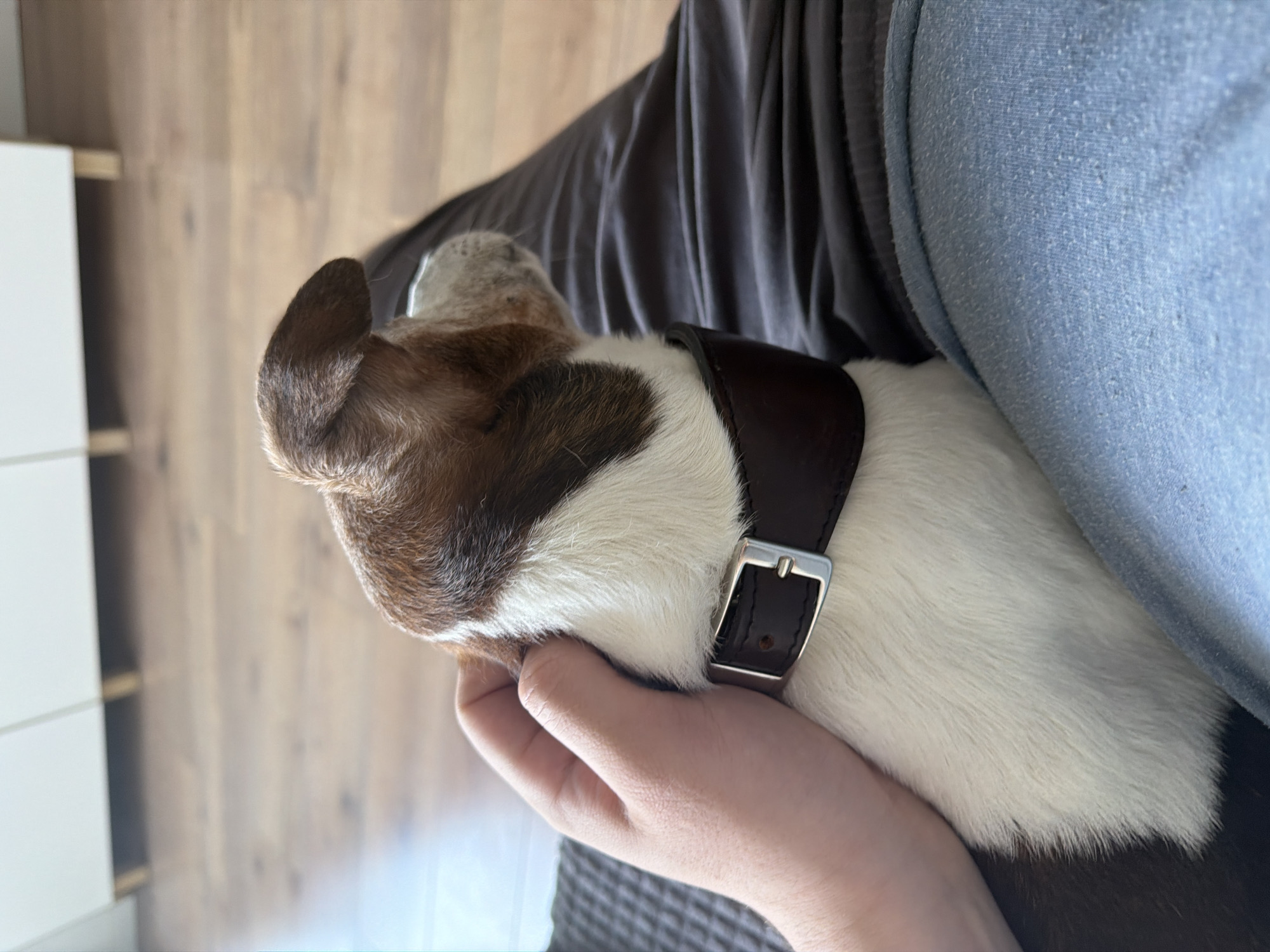 A close-up, over-the-shoulder shot shows a small brown and white dog wearing a dark brown collar with a silver buckle. The dog is being held by a person, whose hand is visible gently resting on the dog's head. The dog is positioned on the person's lap, and the person is wearing dark gray pants and light blue pants or a blanket. The background is out of focus, showing a wooden floor and white furniture with wooden legs. The lighting suggests an indoor setting.