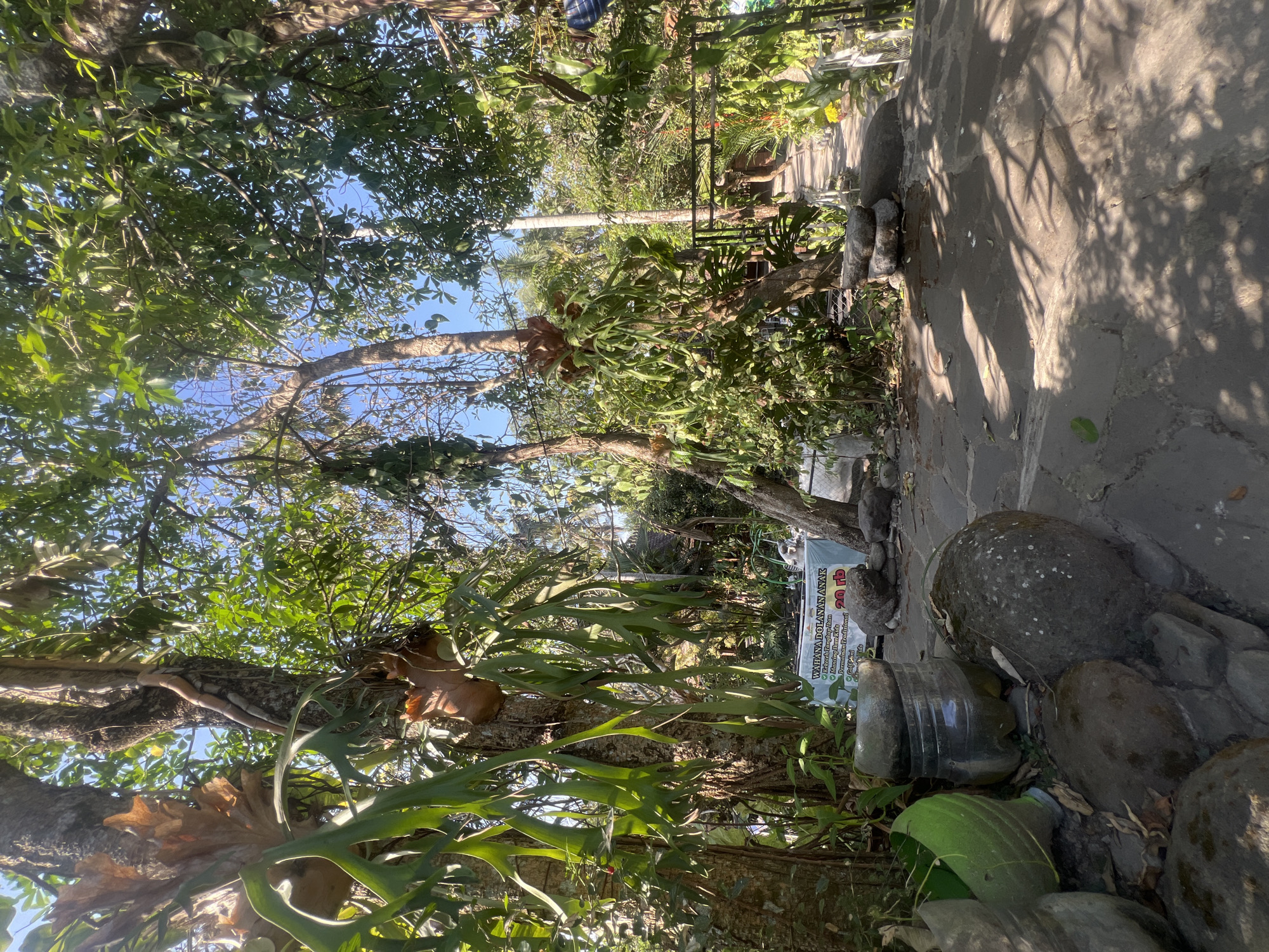This image captures a sun-dappled pathway in what appears to be a tropical garden or park located in Tlogoadi, Indonesia. Large trees with visible epiphytes, such as staghorn ferns, dominate the foreground and midground, creating a lush, green canopy. A paved walkway, composed of irregular flagstones, winds its way through the vegetation, leading into the distance where a fence and more greenery are visible. The ground is a mix of stone paving and darker earth, with shadows of leaves cast across it.
In the immediate foreground, to the left, are several large rocks and what appear to be repurposed plastic containers, one of which is green and partially filled. A sign, partially obscured by foliage and in what appears to be Indonesian, is positioned behind some of these objects. The sign contains text and numbers, including "20 rb". The overall impression is one of a natural, outdoor setting, possibly a tourist attraction or a well-maintained garden, with a path inviting exploration. No people are visible in the image. The sky is clear and blue, indicating fair weather.