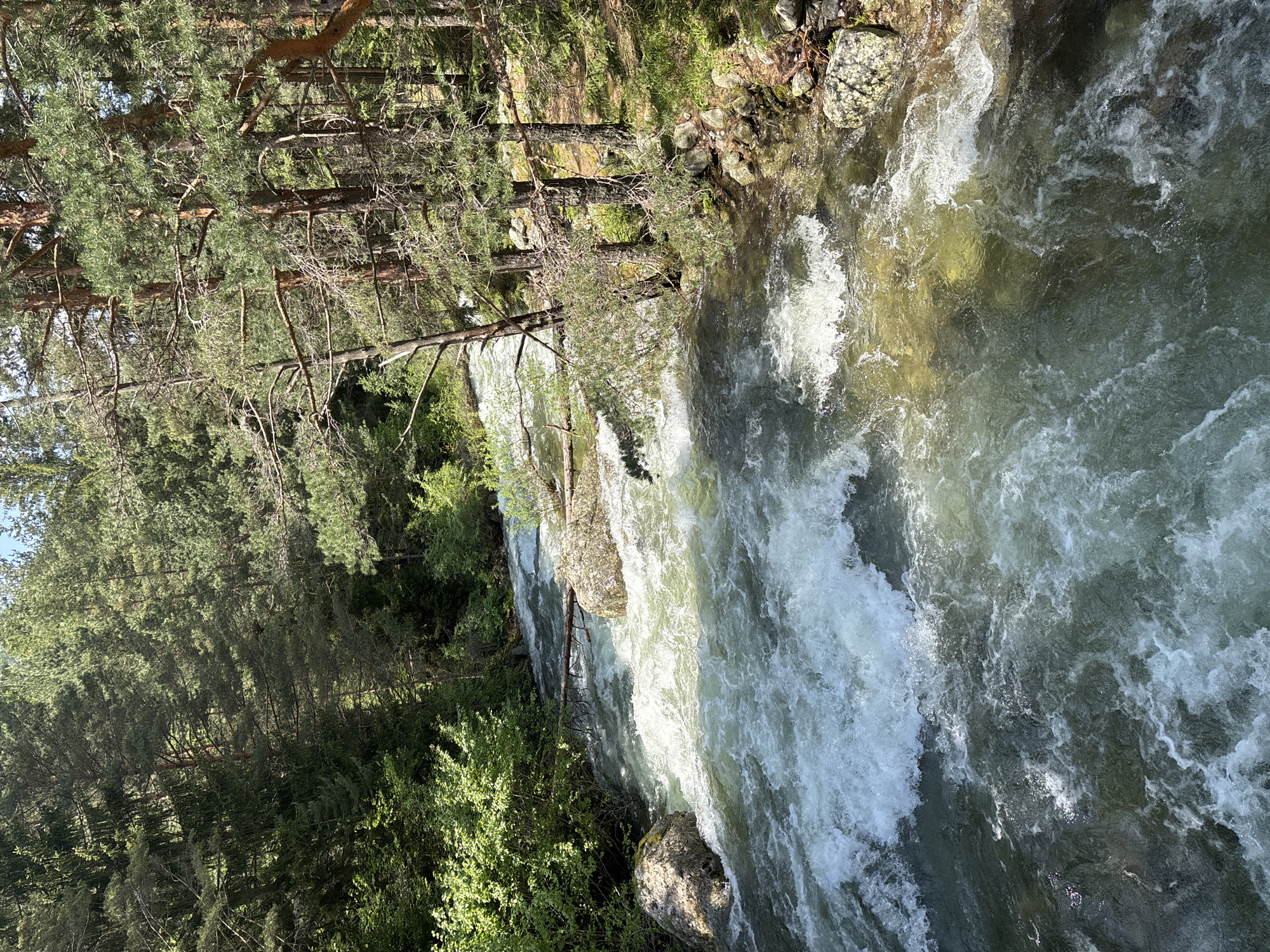The image captures an elevated view of a turbulent river flowing through a dense forest in Beli Iskar, Bulgaria, under bright sunlight. The river, occupying the lower two-thirds of the frame, exhibits significant rapids and white foamy water, particularly in the mid-ground, where the flow is most vigorous. The water color is a mix of opaque white and light green in the turbulent areas, transitioning to clearer, greenish-brown tones closer to the foreground where the riverbed and submerged rocks are visible. Several large boulders protrude from the river, contributing to the chaotic water flow. A fallen log is visible spanning part of the river in the mid-distance, caught between rocks. The riverbanks are densely vegetated with a mix of tall, coniferous trees, primarily pines, featuring prominent trunks and green canopies that extend into the upper third of the image. Lush green undergrowth and smaller shrubs line the immediate banks of the river. Sunlight illuminates parts of the forest and creates bright reflections on the water's surface, while other areas remain in dappled shade. No people, animals, or man-made structures are present within the frame, and no specific actions or interactions are depicted.