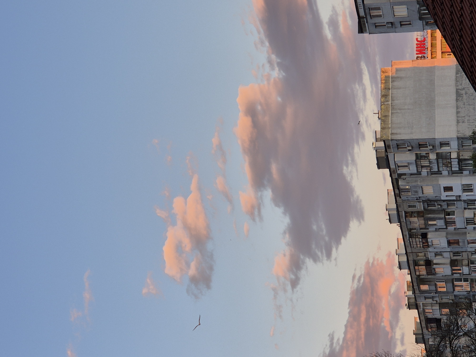 The image captures an outdoor scene at either sunrise or sunset, characterized by a soft, warm light. The sky, primarily a clear light blue, fills the upper and left portions of the frame (when viewed upright). Scattered across the sky are clouds, some illuminated with vivid pink and orange hues, contrasting with cooler grey and purple tones in other areas. A solitary bird with outstretched wings is visible in flight against the blue sky on the left.
On the right side of the frame, several multi-story residential buildings rise, their facades featuring numerous windows and balconies. The architecture suggests a functional, possibly post-socialist, style common in Eastern Europe. The upper sections of these buildings catch the warm, golden light of the low sun. On the roof of one prominent building, a large red sign with Cyrillic lettering is visible, which reads "ВИНС". A bare tree branch is partially visible in the bottom right corner. The overall atmosphere is peaceful, highlighting the interplay of natural light and urban structures during a twilight hour in Varna, Bulgaria.