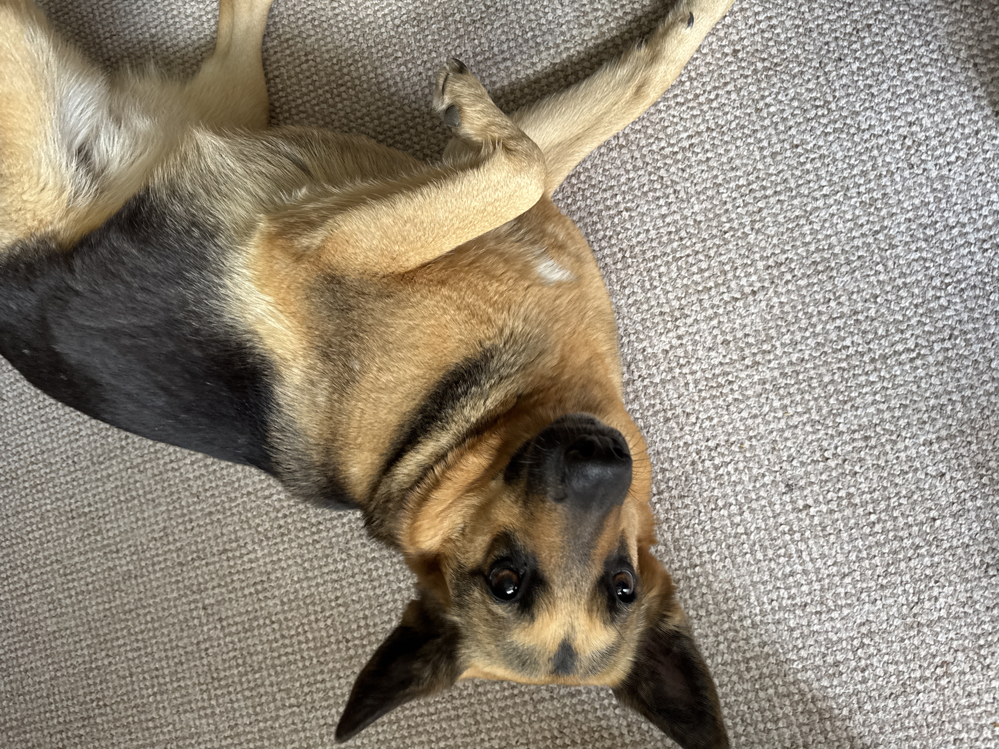 A German Shepherd dog lies on its side on a carpeted floor. The dog is facing the camera with its head tilted. Its fur is a mix of black, tan, and cream. The background is a light-colored carpet with a visible texture. The image appears to be taken indoors, possibly in a home. There are no people visible in the image, and no specific location in Bila Tserkva, Ukraine can be determined from the visual information alone.
