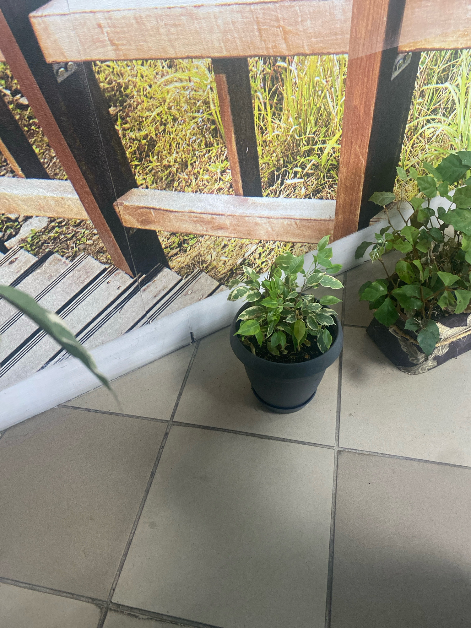 A pot of ficus with variegated leaves sits on a tiled floor in front of a large photographic backdrop depicting a wooden fence and tall grass. To the right of the ficus, another potted plant with darker green leaves is partially visible. The backdrop is illuminated by natural light, casting shadows on the floor. The overall scene suggests an indoor setting, possibly a retail space or a home, in Minsk, Belarus. There are no people or actions depicted in the image.
