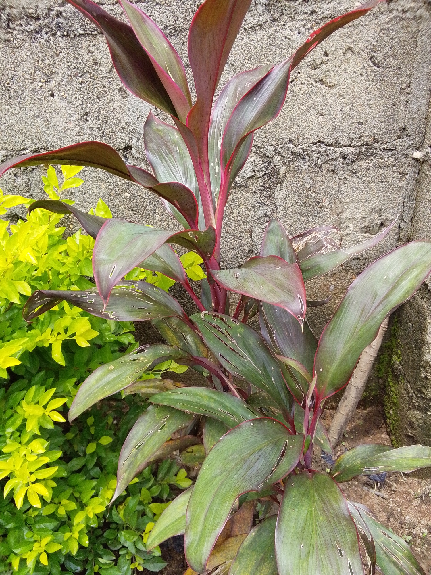 A close-up, eye-level shot showcases a plant with long, lance-shaped leaves that are a mix of deep green and burgundy. The leaves have prominent veins and some appear torn or damaged. The plant is situated against a rough, grey concrete wall. To the left of the main plant, a dense bush with bright yellow-green leaves fills the frame, creating a stark color contrast. The ground beneath the plants is visible, appearing as dry soil with some scattered brown leaves. There are no people or animals present in the image. The scene is outdoors, likely in a garden or yard setting within the city of Serti, Nigeria.