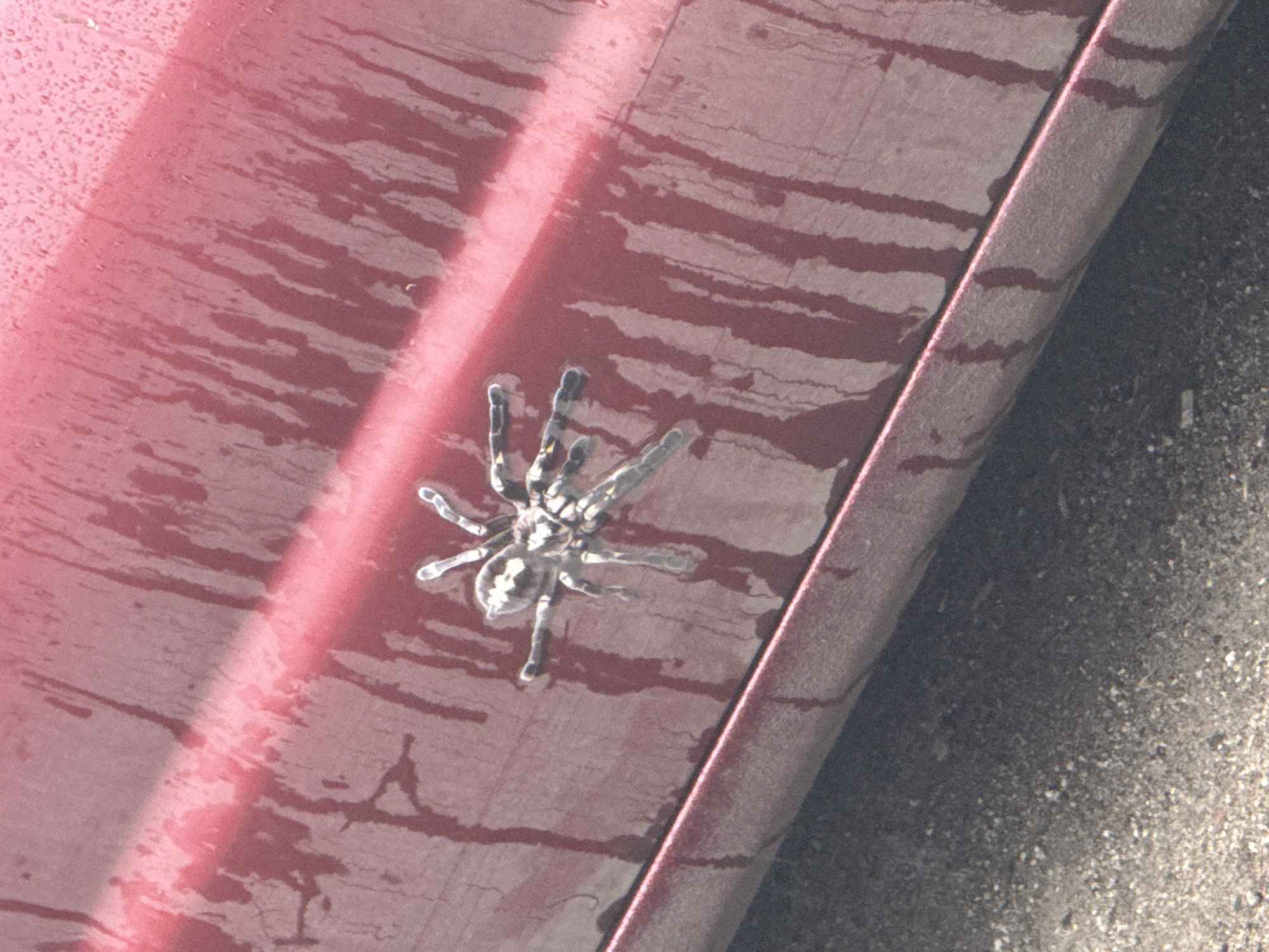 A tarantula is perched on the wet, red surface of what appears to be a vehicle. The surface is streaked with water or some other liquid, creating dark vertical patterns. The tarantula is light brown and gray with distinct leg markings. The ground below is dark and appears to be asphalt or gravel.