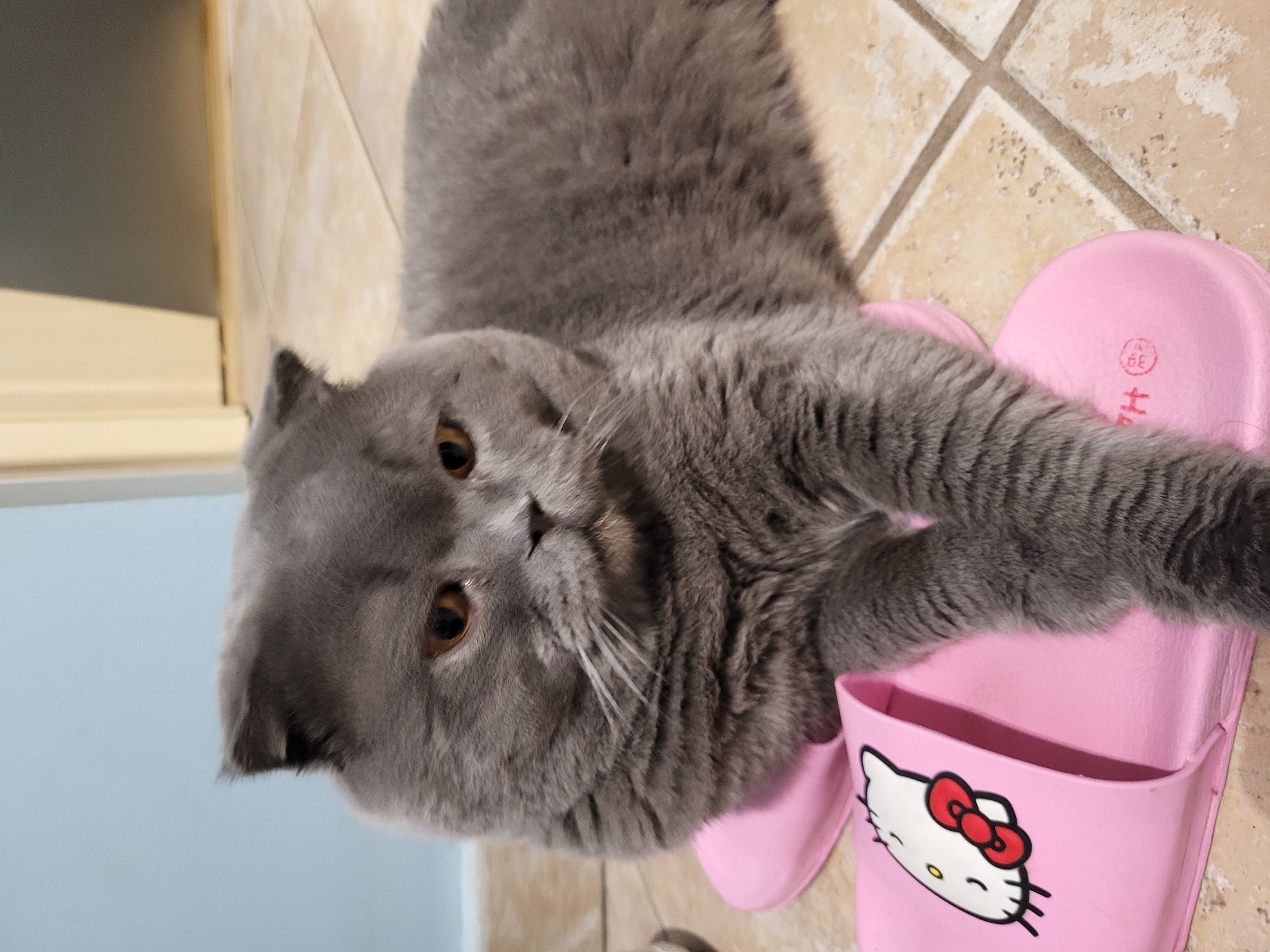 A grey cat, appearing to be a British Shorthair due to its dense fur and round face, is captured in a close-up, high-angle shot. The cat is lying on its back or side on a light-colored tiled floor, with its head turned to look directly at the viewer. Its front right paw is extended towards or resting on a pink sandal adorned with a Hello Kitty design. The cat's fur is a uniform grey, and its eyes are a warm amber color. White whiskers are visible around its snout.
The setting appears to be indoors, suggested by the tiled floor and a glimpse of a light blue wall in the upper left background, separated by a light-colored baseboard or wall section. One pink sandal is prominent in the foreground, showing the distinctive white face of Hello Kitty with a red bow. Another pink sandal is partially visible behind the cat's body. On the sole of one sandal, the number "39" (likely a shoe size) is clearly visible within a circular emblem, along with the letter "H" or partial text. The overall impression is one of a relaxed or playful moment.
