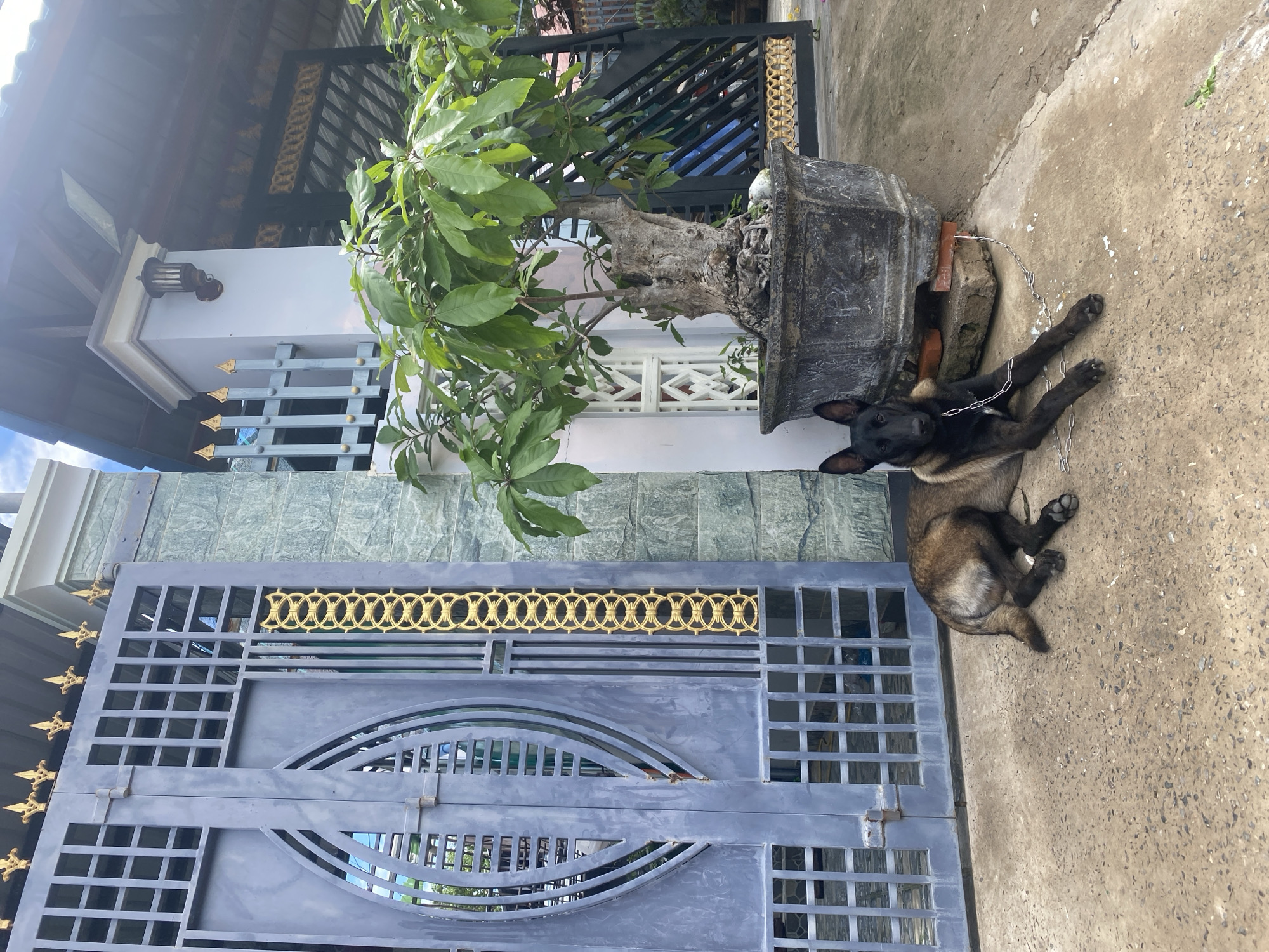 An outdoor, eye-level shot captures a black and tan dog resting on a concrete ground next to a large potted plant, with a house entrance and gate in the background. The dog, possibly a Belgian Malinois or similar breed, is lying with its front paws extended and is attached by a metal chain to what appears to be the base of the plant's pot.
To the left, a substantial grey metal gate dominates the foreground, featuring square and rectangular grid patterns, and an arching decorative element in its center. The gate is adorned with gold-colored spear-like finials along its top edge and a prominent gold-colored repeating oval pattern across its upper section. Behind the gate, the front of a house is visible, characterized by a lower section clad in grey-green rectangular tiles and an upper section with white walls and a dark grey sloped roof. A wall-mounted lantern is affixed to a white pillar of the house.
A large, gnarled tree with lush green leaves, likely a bonsai-style plant, is contained within a dark grey, ornate pot positioned to the right of the gate. The ground is a rough concrete surface. The scene is brightly lit, suggesting a clear day. No people are visible, and no discernible text appears in the image. The architectural style and plant suggest a setting consistent with Mũi Né, Vietnam.