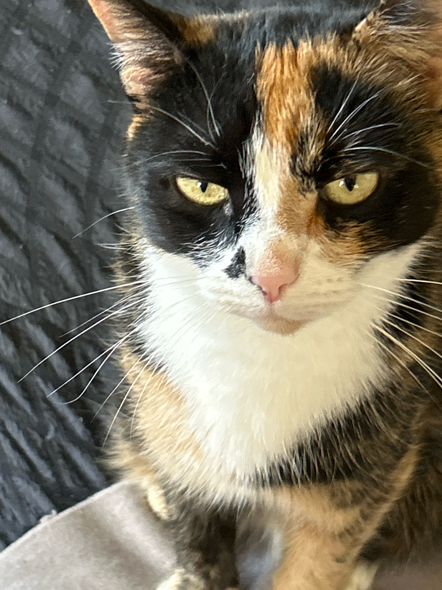 A close-up, head-on portrait of a tortoiseshell cat is captured against a dark, textured background. The cat's face dominates the frame, showcasing its distinctive calico markings of black, orange, and white fur. Its eyes are a piercing yellow-green, narrowed and directed forward with an intense gaze. Prominent white whiskers fan out from its muzzle. The cat's nose is a soft pink. The background appears to be a dark, possibly fabric surface with a subtle pattern. The bottom of the image shows a portion of what appears to be a light gray surface, possibly furniture. There is no indication of the city of Antonovo, Russia, or any urban elements within the image.