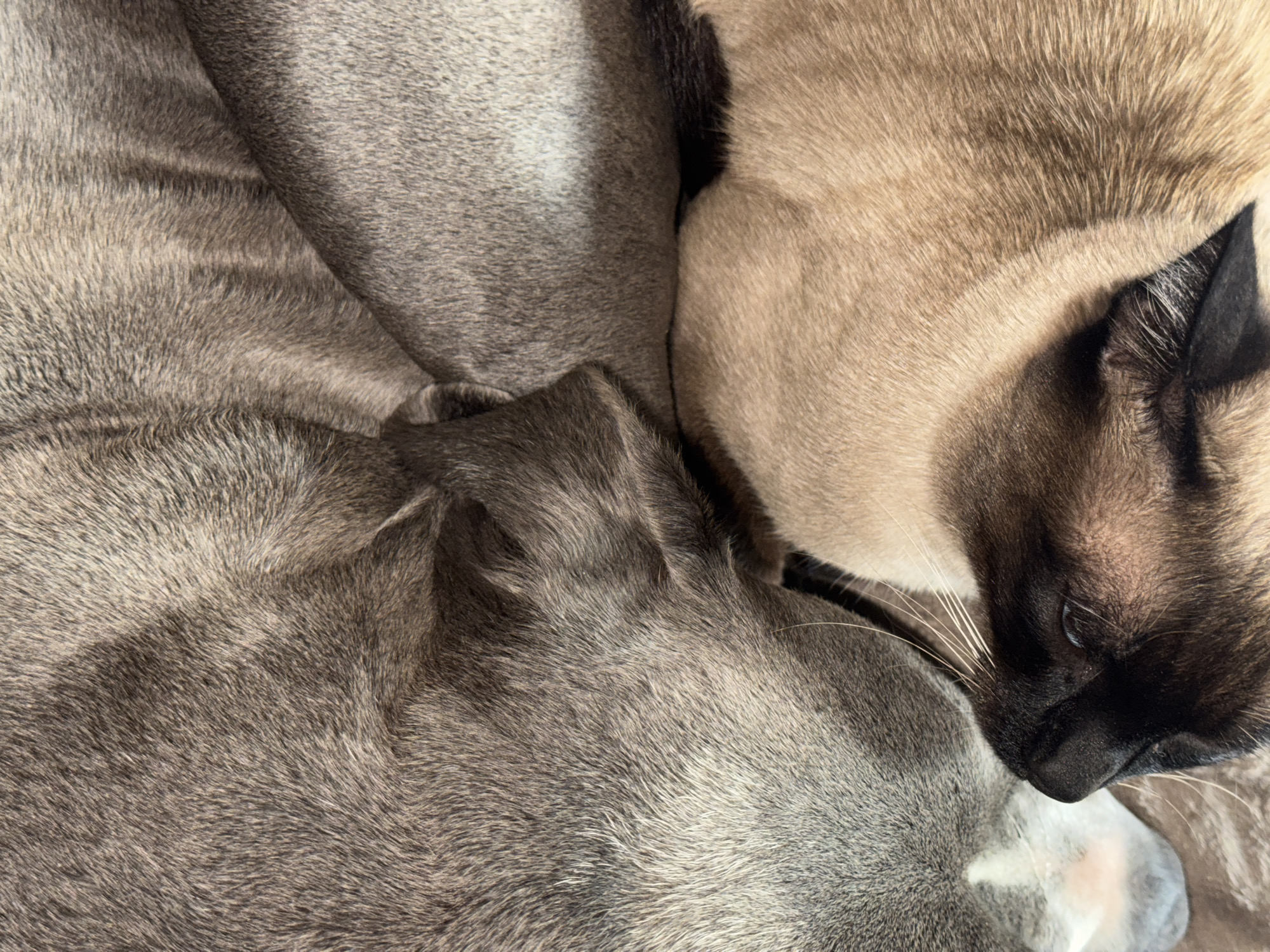 The image shows a close-up of a light gray dog and a seal point Siamese cat sleeping together. The dog's head and ear are visible, and the cat's head, ear, and whiskers are visible. The animals are lying close together, and their fur appears soft. The location in Esch-sur-Alzette, Luxembourg, cannot be determined from the image.