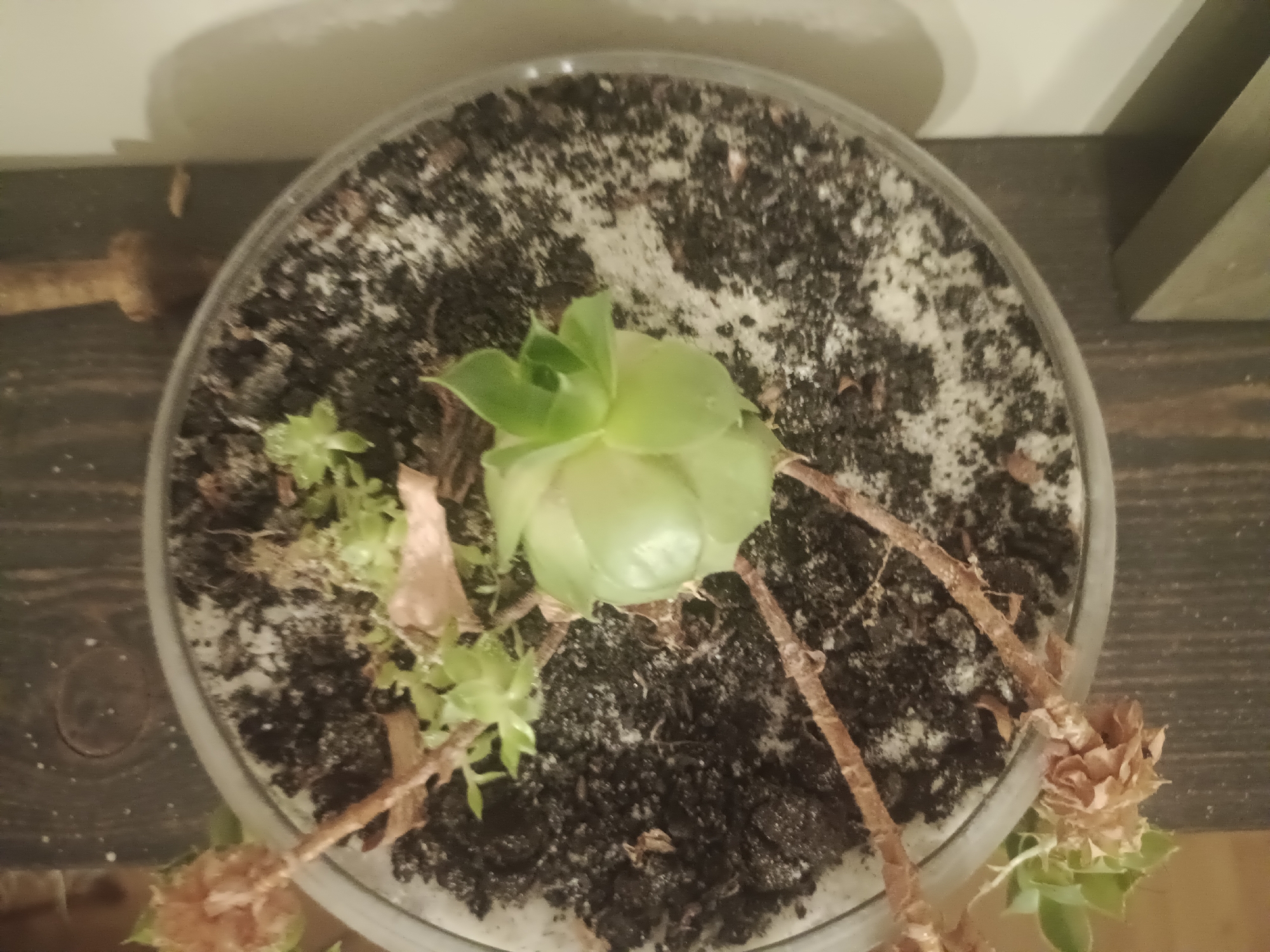 The image shows a close-up, overhead view of a clear plastic pot containing a succulent plant. The plant appears to be struggling, with a central, pale green succulent bud and several smaller, greener offshoots. The soil is dark and appears dry with some white mineral deposits or perlite visible. Dried, brown leaves or debris are scattered on the soil and around the base of the plant. The pot is resting on a dark, wooden surface, possibly a shelf or table. In the background, a white wall casts a soft shadow. To the left of the pot, a wooden object, possibly a handle or dowel, is visible against the wall. The scene suggests an indoor setting, likely a home or office. There is no information in the image to determine its location in Moscow, Russia.