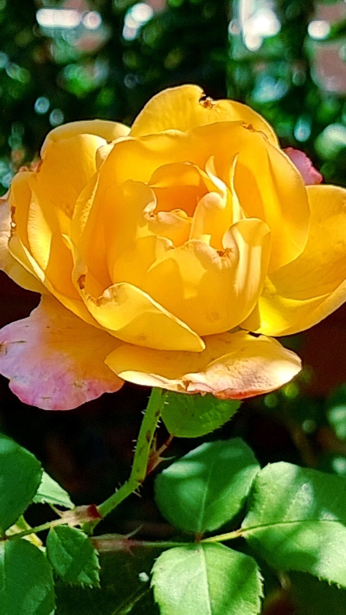 A close-up, vertical, eye-level shot focuses on a vibrant yellow rose in full bloom. The rose's petals are a rich yellow, with hints of pink fading towards the edges. The center of the rose displays tightly curled petals, while the outer petals are more open and delicate. The flower is positioned against a softly blurred background of dark green foliage and out-of-focus white and green bokeh lights, suggesting it is outdoors. The stem of the rose is visible below, covered in small thorns, and accompanied by several green leaves. There are no people or animals present in the image. The scene is likely a garden or natural setting in Sant Joan Les Fonts, Spain.