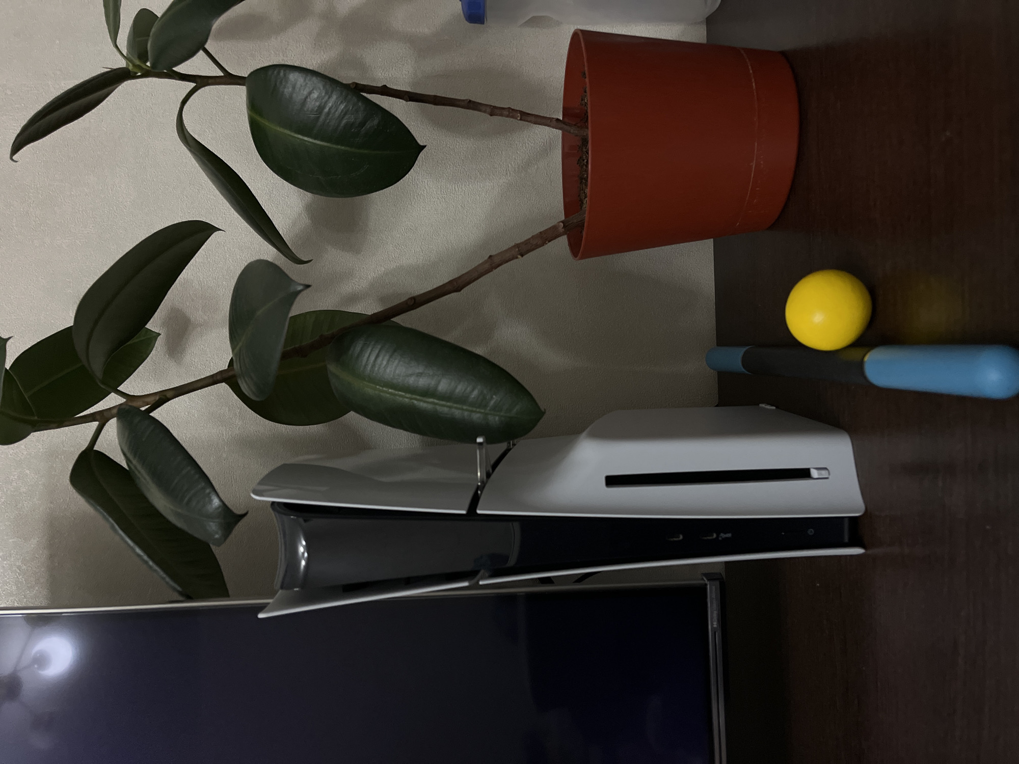 A ficus plant in a terracotta pot is located on a dark brown wooden surface next to a white PlayStation 5 console. Adjacent to the console is a yellow ball and a blue and black object. The corner of a television screen is visible below the console. The background is a light-colored wall. The location is identified as Krasnoyarsk, Russia.