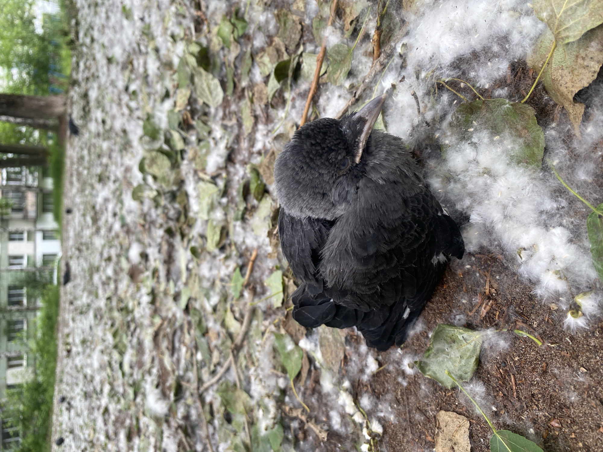 A young black bird, likely a crow, is nestled on the ground amidst a scattering of white fluff, fallen leaves, and twigs. The bird is dark gray with a slightly lighter gray chest and a dark beak. Its eyes are open and it appears to be alert. The surrounding area is covered in a thick layer of white, downy material, likely poplar fluff, which is common in Chaikovsky, Russia during late spring and early summer. In the background, several apartment buildings can be seen, along with trees and greenery, indicating an urban or suburban setting. The ground is dirt, with scattered debris, and some dry brown leaves mixed with the green ones. The image is taken from a low angle, making the bird the central focus.