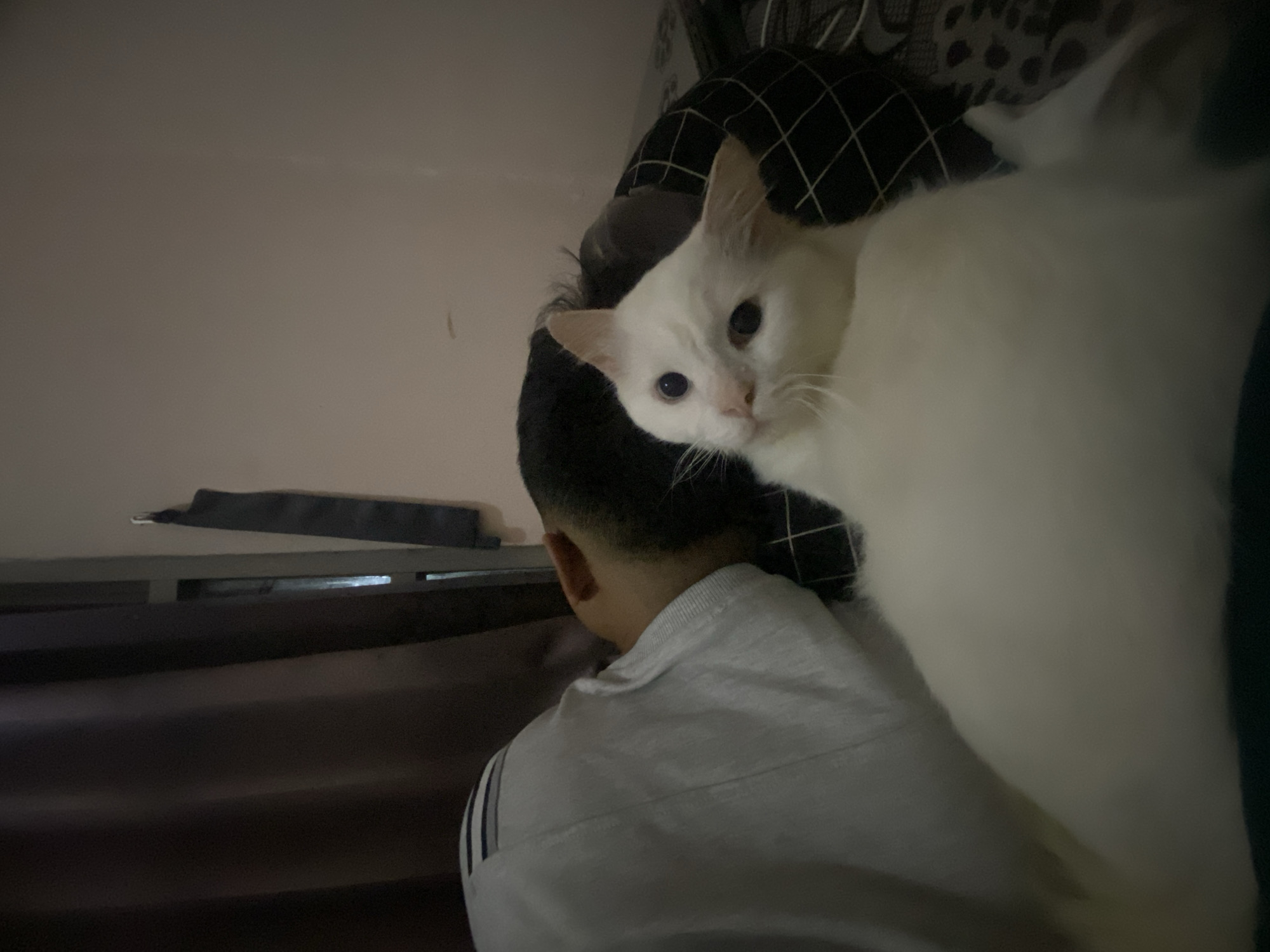 The image depicts a white cat with blue eyes positioned in the foreground, looking directly at the camera. Behind the cat, a person is lying down, with their head resting on a pillow and their back turned to the viewer. The person is wearing a light-colored shirt. The scene appears to be indoors, possibly a bedroom, with a dark curtain visible on the left side of the image. The lighting suggests it is either early morning or evening. The overall ambiance is intimate and relaxed.