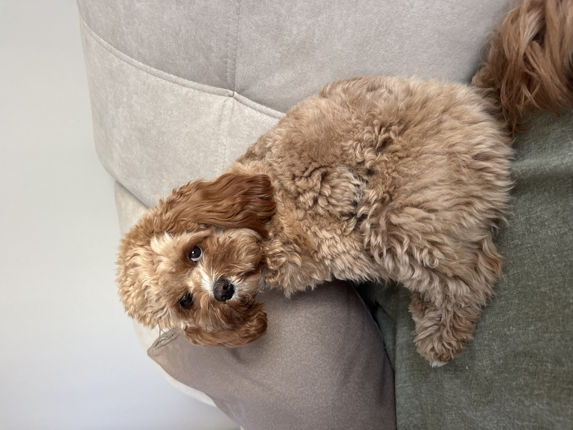 A close-up, slightly angled, and high-angle shot shows a brown Cockapoo dog lying on a gray couch. The dog is facing the camera, its head resting on a light-gray pillow, while its body extends towards the right side of the frame. The background consists of the couch and a wall or part of the couch with a green fabric covering. The dog appears relaxed, with its brown curly fur visible.
Location: no evidence was found to indicate a location in Burgas, Bulgaria.