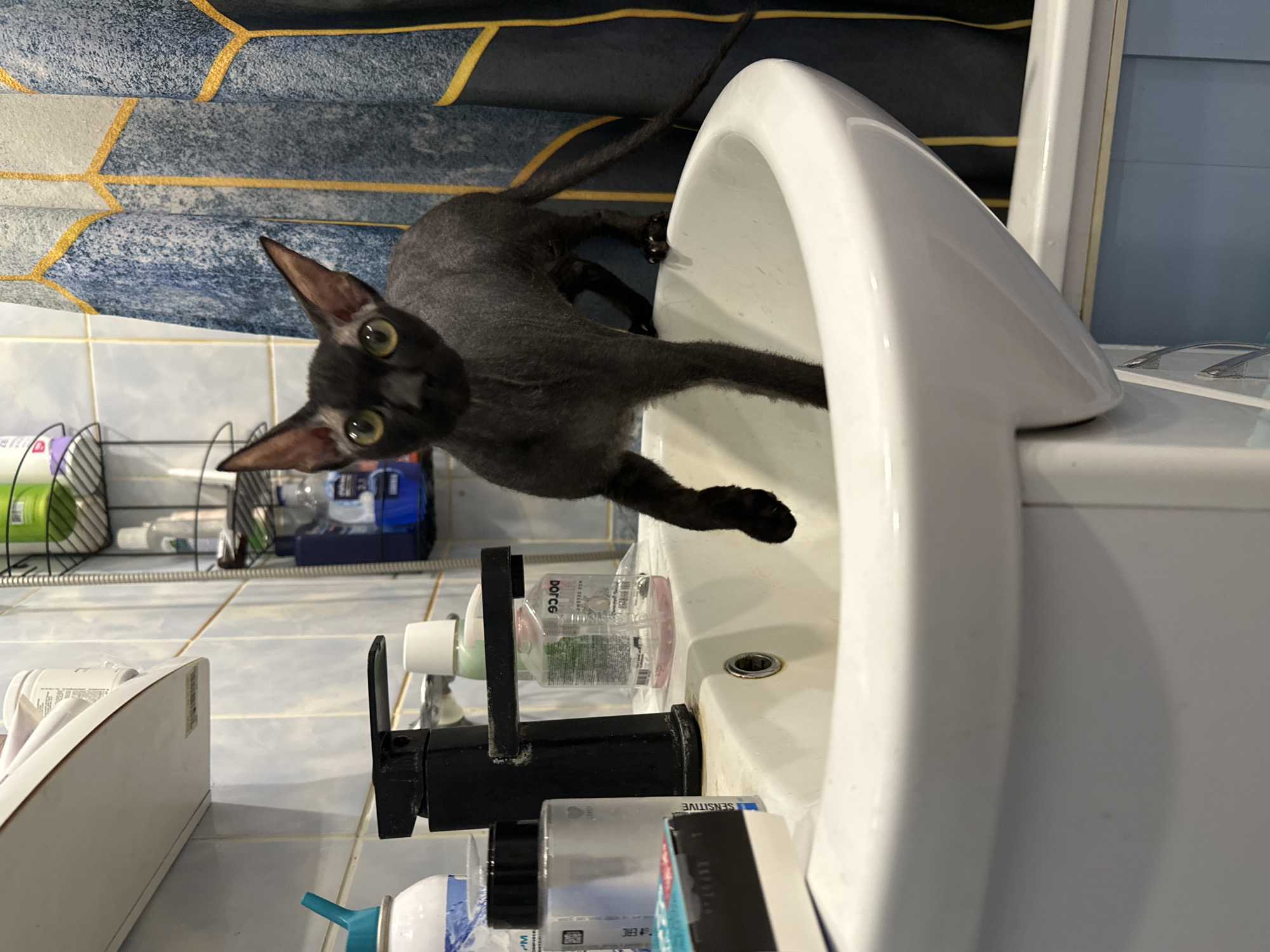 A black cat with large ears and green eyes is perched precariously on the edge of a white sink, its body contorted as it reaches out with its front paws. The cat's fur appears short and somewhat coarse, revealing its lean physique. It is captured in a dynamic pose, with its tail extended upwards and its gaze fixed forward, suggesting curiosity or perhaps a playful intention.
The sink is set against a tiled wall with blue and white checkered tiles, and a blue and gold patterned shower curtain hangs in the background. Various toiletries and cleaning supplies are visible on the sink's edge and in a wire rack to the left, including bottles of liquid soap, shampoo, and what appears to be a disinfectant spray. A black faucet is mounted on the sink.
The lighting suggests an indoor setting, possibly a bathroom, during the daytime. The overall scene conveys a sense of domestic life and the mischievous nature of pets. There is no visible weather information. The location context provided is Chaikovsky, Russia. Text visible on some of the bottles includes "DORCO" and "SENSITIVE".