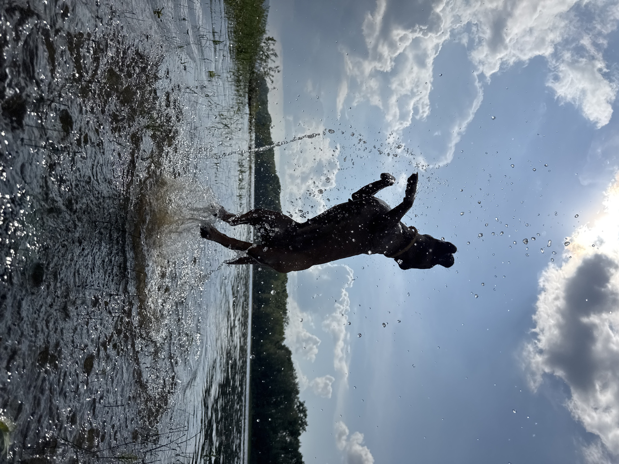A silhouette of a dog is captured mid-leap out of a body of water, with water droplets frozen in the air around it. The dog appears dark brown or black and is oriented vertically, facing upwards and slightly to the right. Its front paws are extended forward, and its hind legs are bent. A splash of water erupts from beneath the dog, suggesting it has just sprung from the surface.
The background features a vast sky with scattered white and gray clouds, illuminated by a bright sun partially obscured by clouds in the upper right quadrant. Below the sky, a body of water stretches across the frame, reflecting the sky and clouds. The water's surface is disturbed by ripples and spray from the dog's jump. Along the far bank of the water, a dense line of green trees forms a horizon. The foreground shows the edge of the water with blades of grass or reeds emerging from the shallow area.
The overall scene is dynamic and energetic, highlighting the action of the dog playing in the water. The lighting suggests it is daytime, likely late morning or early afternoon, with the sun positioned high in the sky. This image was taken at a location in the city of Chaikovsky, Russia, likely near a riverbank or lake, given the natural setting depicted.