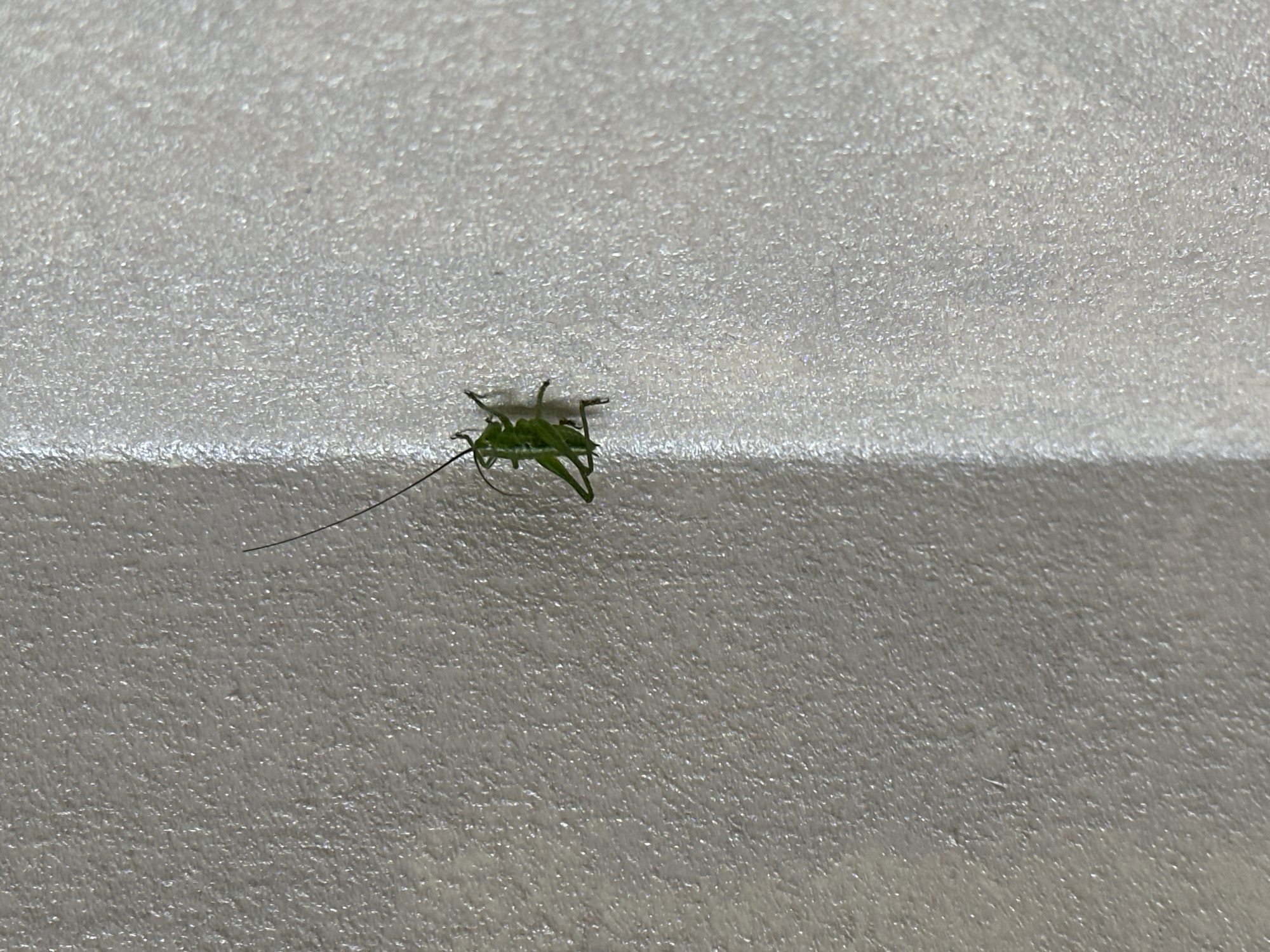 A small green insect, possibly a katydid nymph, is perched on a rough, light gray surface. The surface appears to be a painted or textured wall or floor. The background is out of focus. The location, Šušanj, Montenegro, is provided externally. No people, actions, or interactions are visible.