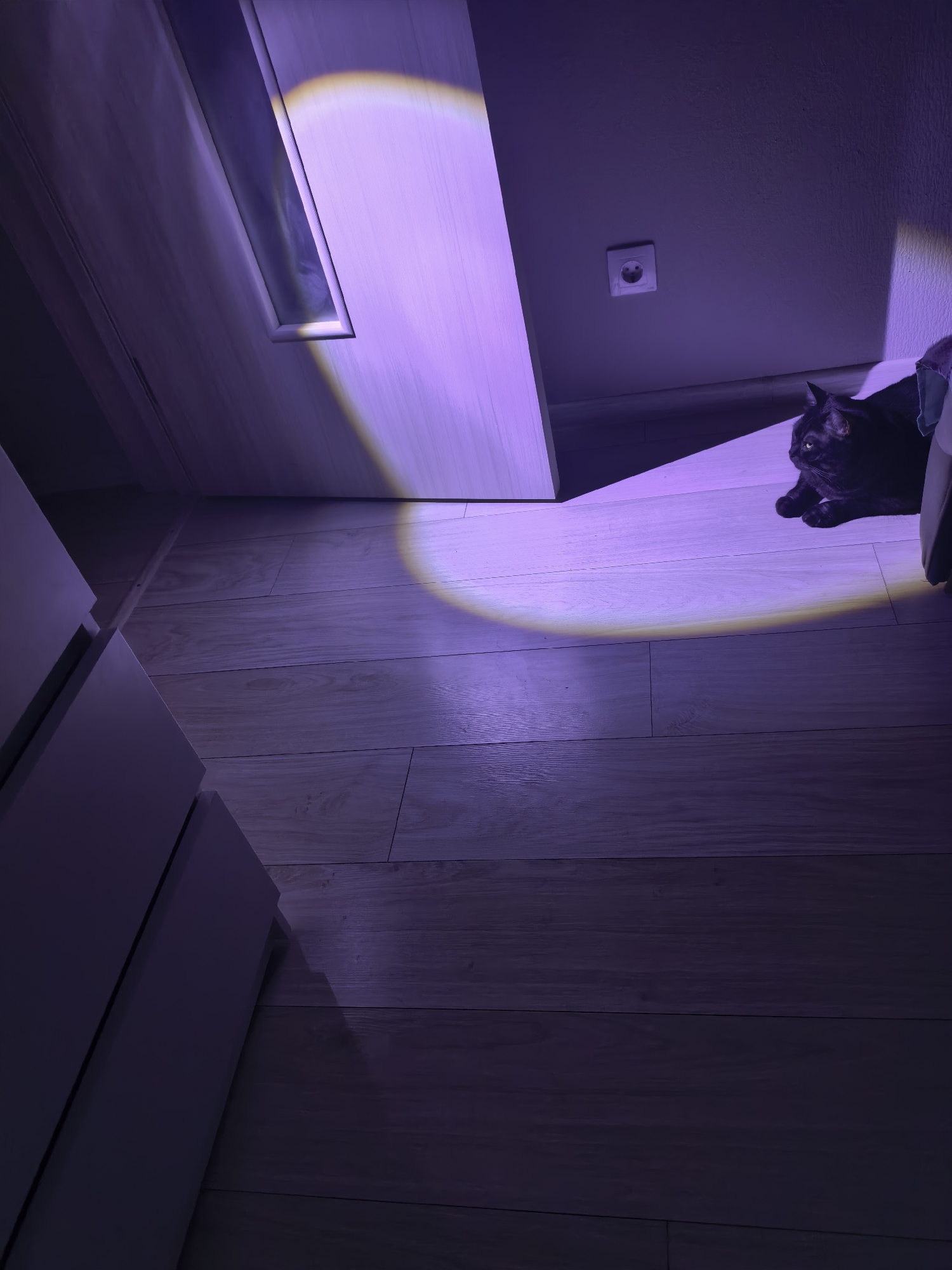 A black cat lies on a wooden floor in a dimly lit room, illuminated by a purple light source casting a shadow. The cat is in the center of the frame, facing right, with its body curled and its paws tucked beneath it. To the left of the cat, there is a white cabinet with drawers. Further to the left and further back, a door is partially open, revealing a reflection on its surface. Above the cat and on the wall is a white electrical outlet. The overall scene suggests an indoor residential environment, potentially a hallway or a room with furniture and access to other areas.