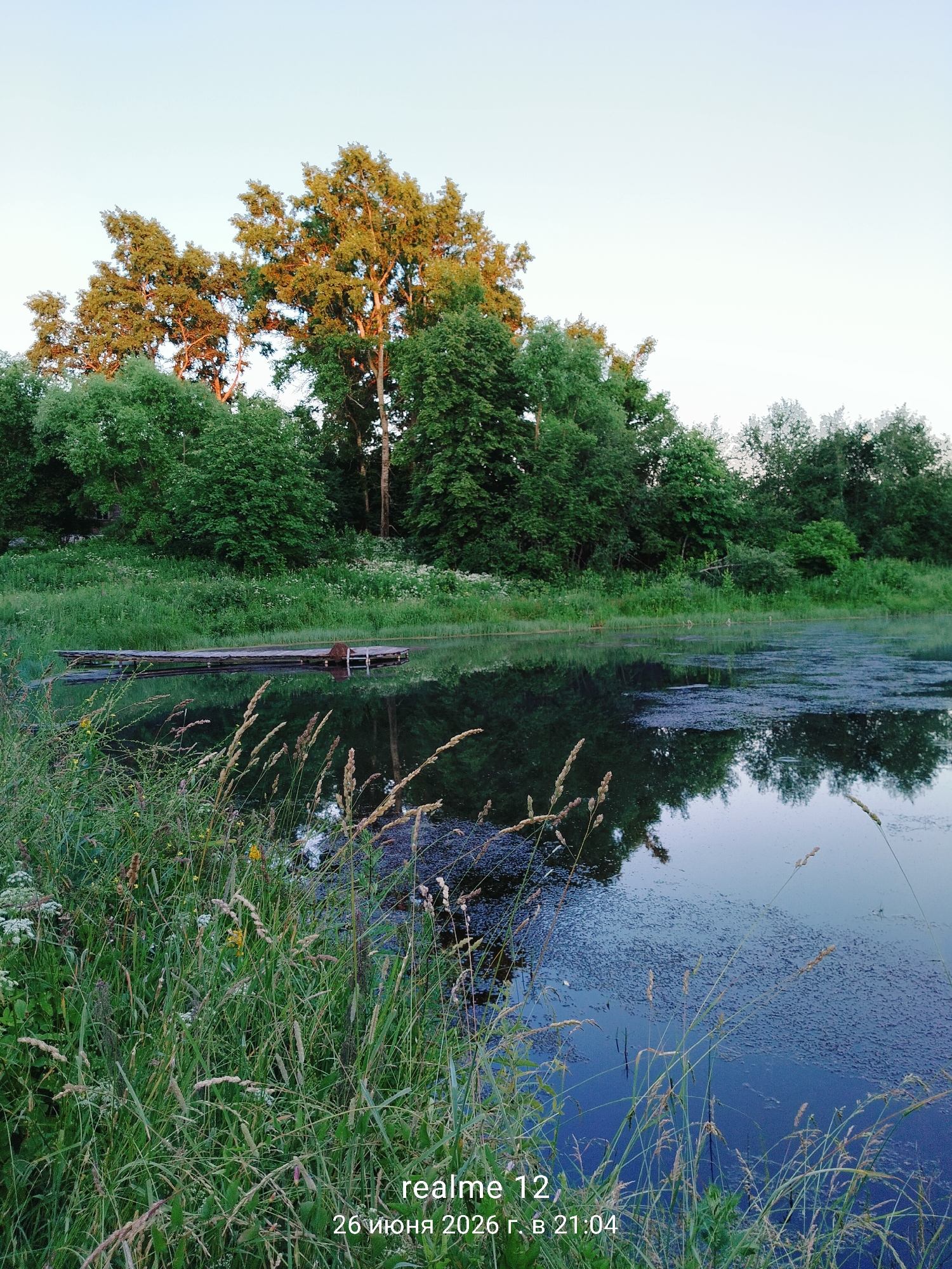 The media file depicts a serene natural landscape, likely in Novoe, Russia, during the late afternoon or early evening, given the warm, soft light illuminating the trees. The scene is dominated by a calm body of water, possibly a lake or slow-moving river, with a wooden raft or jetty floating near the grassy bank.
Lush green vegetation forms a dense backdrop, with various trees and grasses filling the frame. The trees on the far bank are tall and leafy, with some of the foliage catching the golden light of the setting sun. The water's surface reflects the surrounding greenery and the sky, creating a tranquil mirror effect. Patches of dark, possibly alga-covered water, add texture to the reflection.
In the foreground, tall grasses and wildflowers add depth and detail to the scene. The overall mood is peaceful and idyllic, evoking a sense of quietude and natural beauty.
Visible text in the lower right corner reads "realme 12" and "26 июня 2026 г. в 21:04," indicating the device used for capture and the date and time the image was taken: June 26, 2026, at 9:04 PM. The sky is a pale blue, transitioning to a lighter hue near the horizon, suggesting a clear or partly cloudy day. There are no people visible in the image, and the focus is entirely on the natural environment and the simple man-made object of the raft.