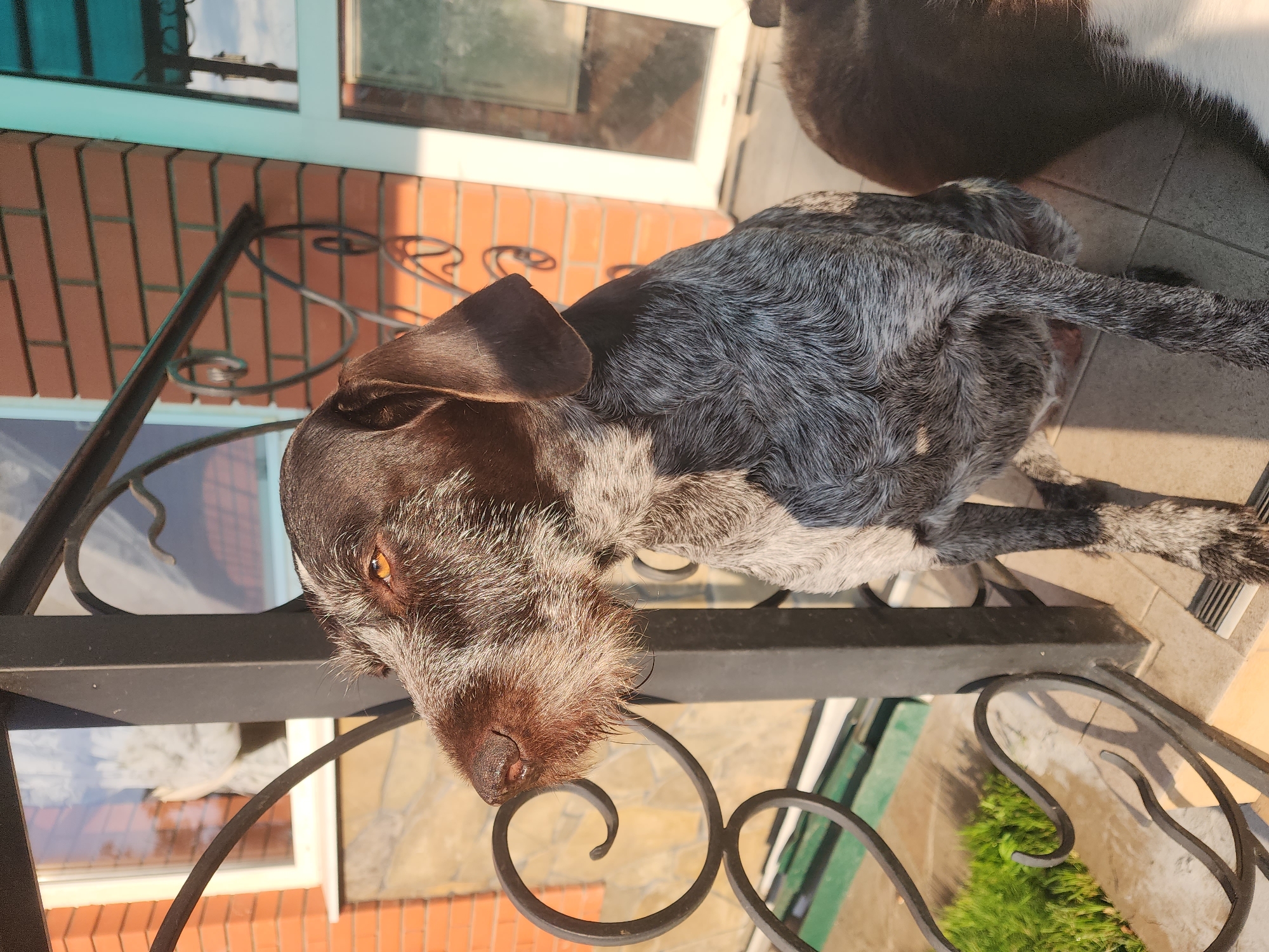 A German Wirehaired Pointer is sitting on a porch in Yuryev-Polsky, Russia, looking off to the left. The dog has brown and grey fur and is facing away from the camera, with its head turned to its left. In the background, there is a red brick building and a black metal railing. Sunlight is shining on the dog and the porch, creating shadows. Another dark-colored dog is partially visible to the right of the main subject.