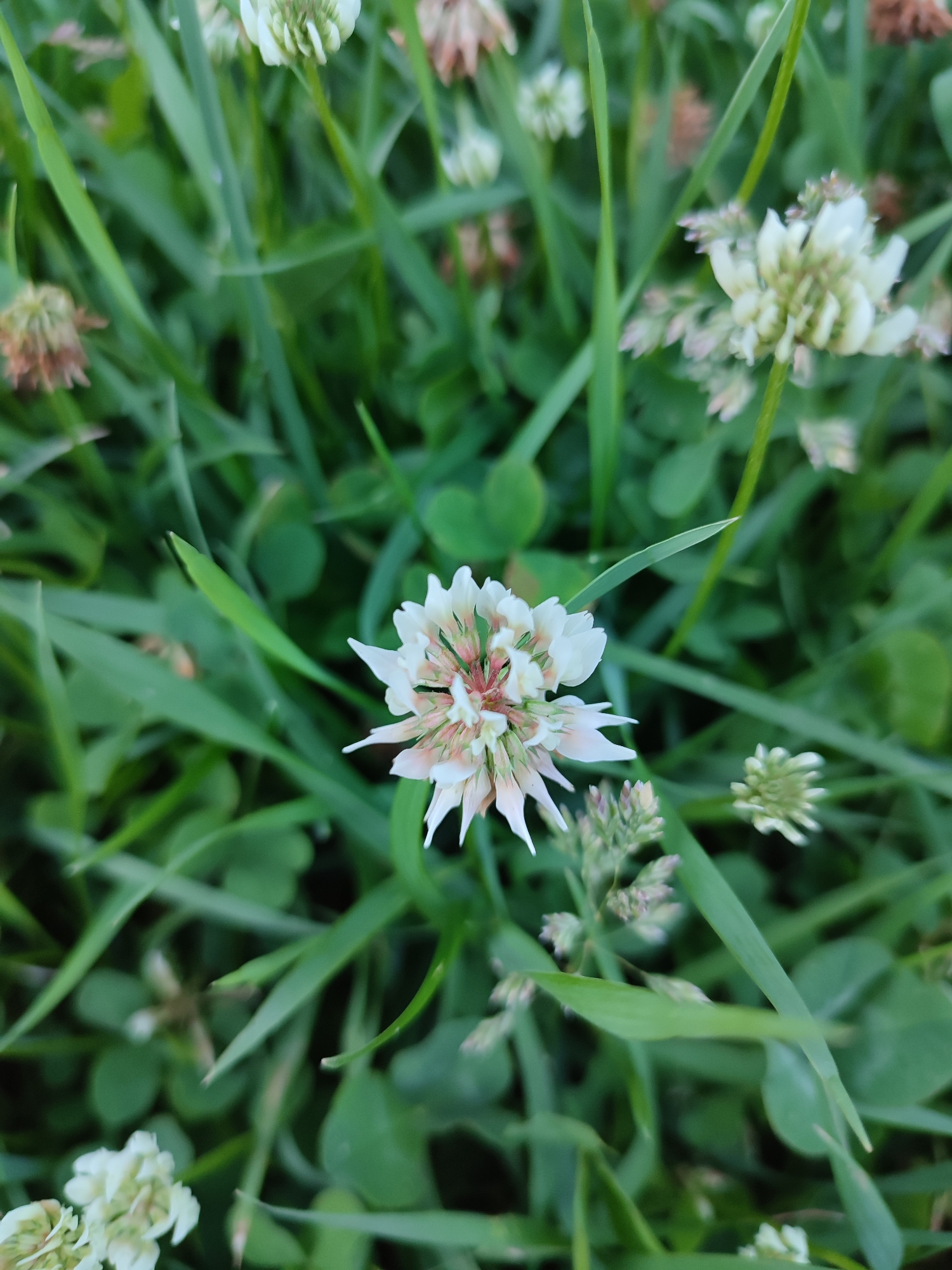The image depicts a close-up view of white clover flowers amidst lush green grass. The flowers are predominantly white with hints of pink and green at their centers. Some of the flowers appear to be in various stages of bloom, with some fully open and others in bud form. The grass is dense and vibrant green, with blades extending throughout the frame, some in sharp focus and others blurred. The lighting suggests it may be daytime, possibly overcast or in shade, as there are no harsh shadows. The scene is devoid of human presence or any discernible man-made objects. This image was captured in Vsevolozhsk, Russia, likely in a park, field, or garden setting.