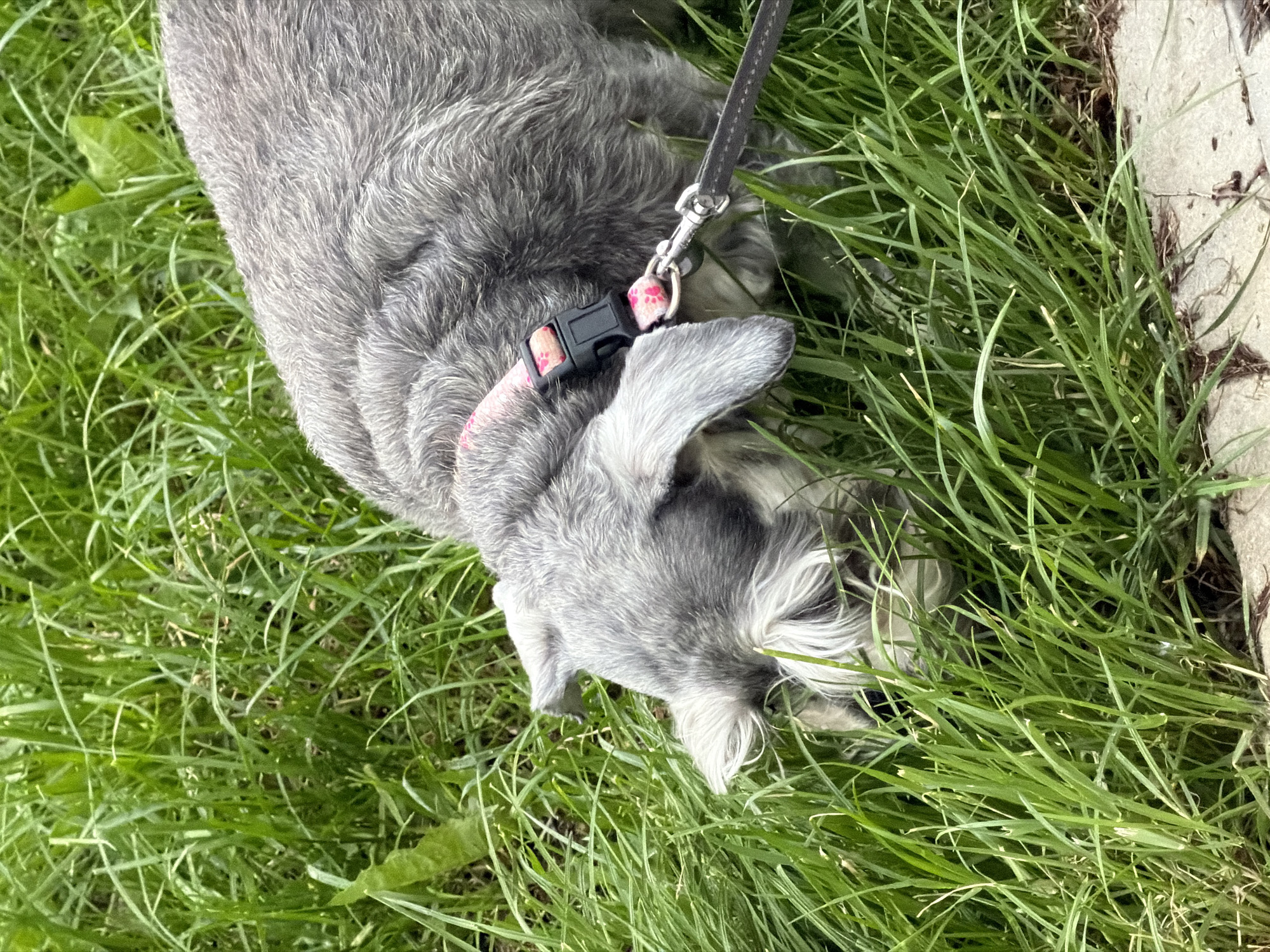The image depicts a small to medium-sized dog with grey and white coarse fur, characteristic of a Schnauzer breed, engaged in sniffing or foraging within an expanse of tall, vibrant green grass. The dog's head is lowered and partially obscured by the dense vegetation. It wears a pink fabric collar adorned with paw print patterns, secured by a black plastic buckle. A black leash is attached to a silver metal swivel clip on the collar, extending out of the frame to the right. The lower edge of the scene reveals a light-colored, possibly concrete or stone, paved surface bordering the grass. The lighting is bright and even, indicating daytime outdoors. There are no human figures or other subjects visible. The image contains no visual cues, landmarks, or identifying features to confirm its location as the city of Chaikovsky, Russia, or any specific geographical region.