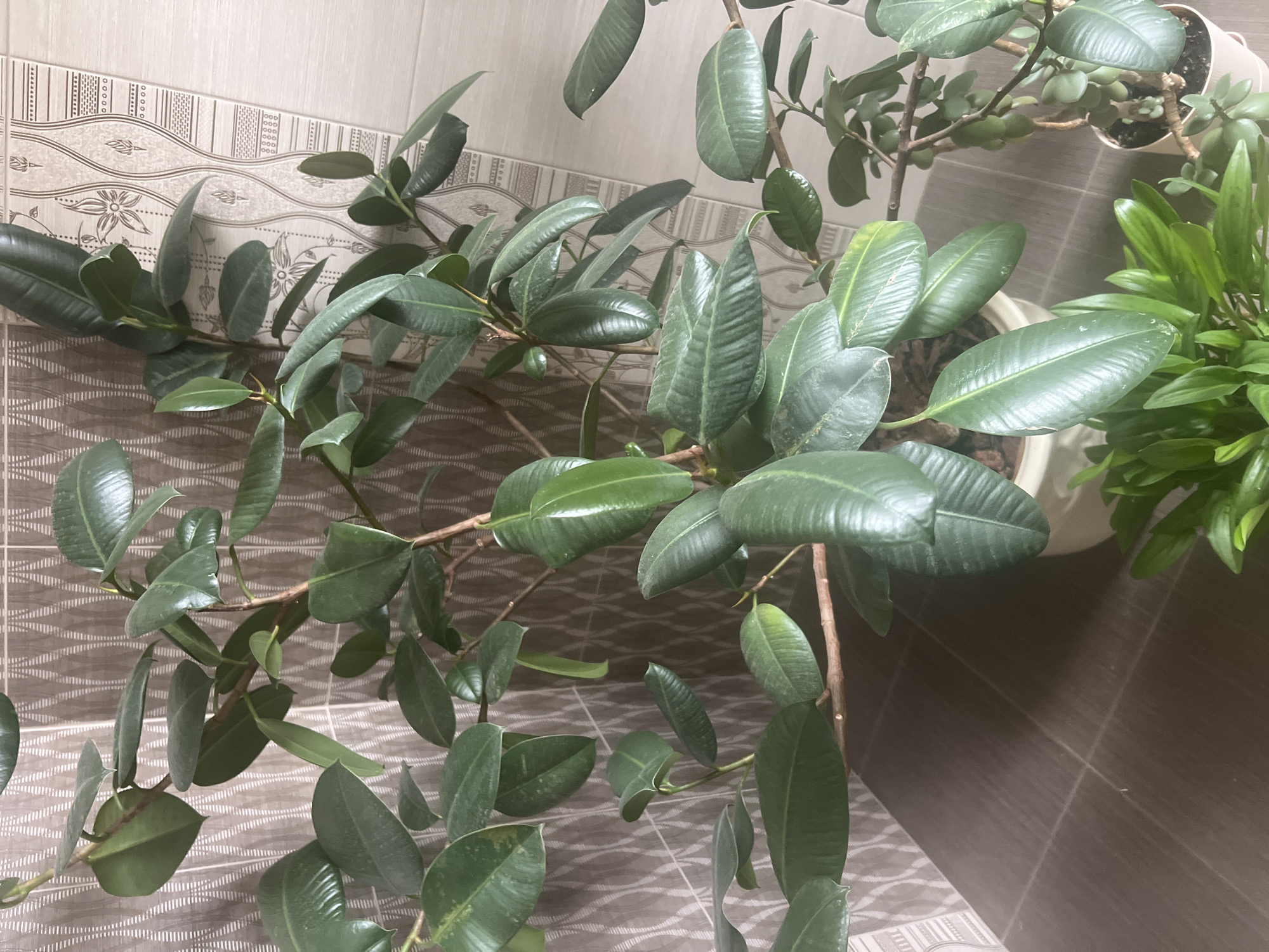 The image depicts an indoor scene featuring several potted plants, primarily a large Ficus elastica (rubber plant) with broad, glossy green leaves and thick branches. The plant is situated in a white pot. To the right and slightly behind the Ficus, another potted plant with smaller, succulent-like leaves is visible, also in a white pot. In the foreground, a smaller plant with bright green, lance-shaped leaves is partially visible. The background consists of two distinct wall sections: the left section has a textured, patterned wallpaper in shades of brown and beige, while the right section appears to be tiled with a light-colored, possibly ceramic, material featuring a patterned design. The floor is tiled with dark brown square tiles. The lighting suggests an indoor environment, likely a room within a residential or commercial building. The image does not contain any individuals or any indication of activities occurring. No specific landmarks or elements suggest a location within the city of Volgograd, Russia; it appears to be a generic indoor plant display.