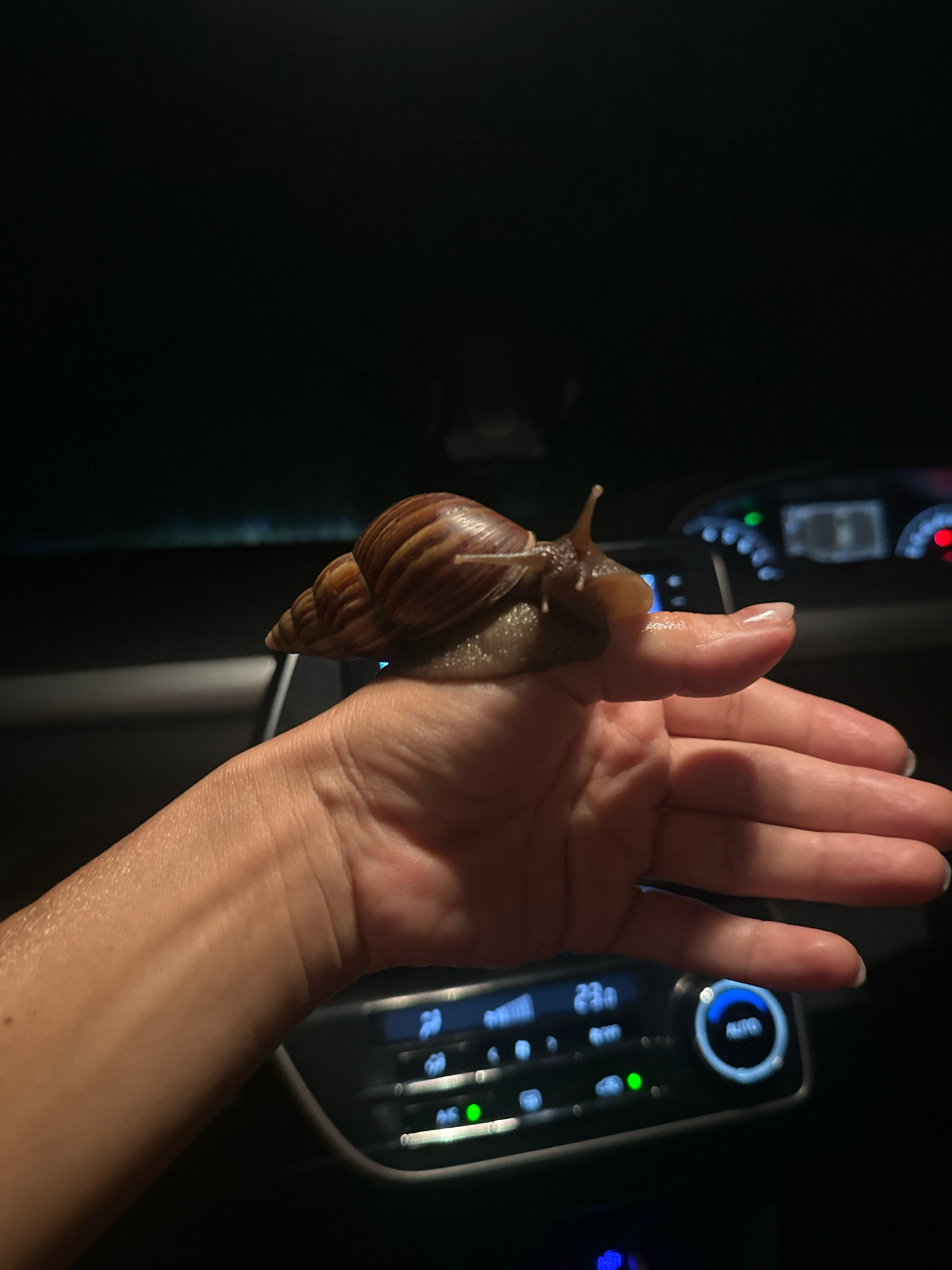 A person's left hand is holding a large snail. The snail is positioned on the tip of the index finger, with its shell spiraling to the left. The snail's head and tentacles are visible, extending forward. The hand is open, palm facing upwards, with the fingernails visible and appearing to be manicured. The background is dark, suggesting it is nighttime. The lower portion of the image shows the dashboard of a vehicle, with illuminated buttons and a digital display showing "23°C." The overall scene is indoors, likely within a car, in the city of Ko Samui District, Thailand.