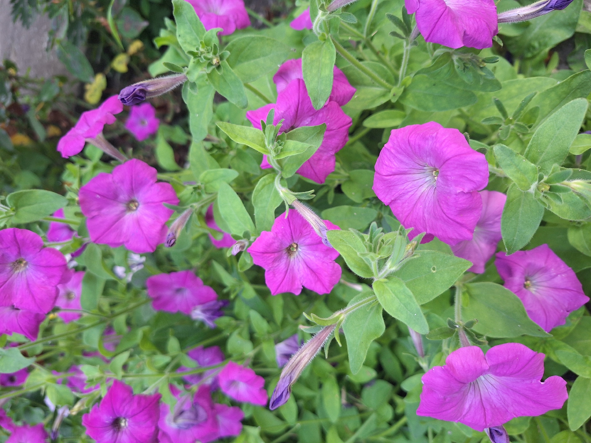 The image shows a close-up view of bright purple petunia flowers in bloom, surrounded by green foliage. The flowers are various shades of purple and pink, with some petals appearing more vibrant than others. The petals are delicate and trumpet-shaped, with visible veins running through them. A few unopened buds, a darker shade of purple, are also visible. The background is a blur of green leaves and some grey, suggesting an outdoor setting, possibly a garden or park. The overall impression is of a lush and vibrant floral display. There are no people or animals in the image. The scene does not provide any specific clues about its location within Nabran, Azerbaijan, beyond being an outdoor floral environment.
