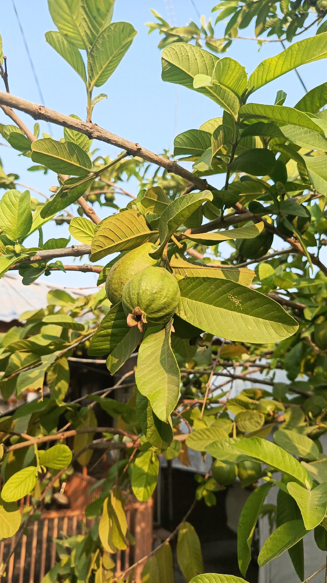 A close-up, vertical shot captures a guava branch laden with fruit, bathed in the warm glow of what appears to be late afternoon sun. The guavas, still green and unripe, hang in clusters amidst a dense canopy of oval-shaped, serrated leaves. The branches are rough and brown, supporting the vibrant green foliage. In the background, out of focus, a glimpse of a building with a corrugated roof and wooden fencing suggests a residential or semi-urban setting, potentially in Kertosari, Indonesia. The sky, a clear blue, serves as a backdrop to the natural scene. The overall impression is one of natural abundance, with the focus sharply on the fruit-bearing branch.