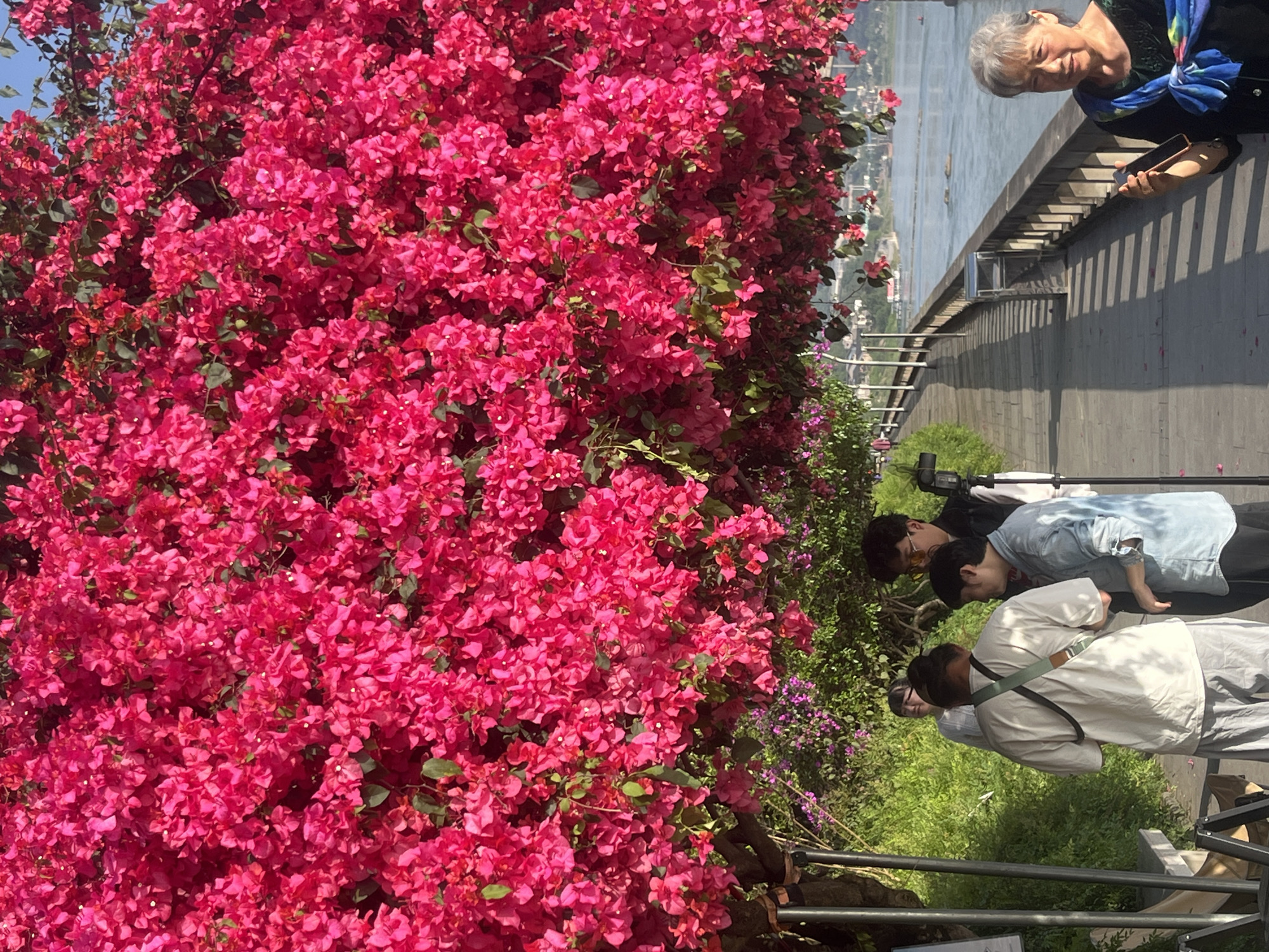 This image captures a vibrant riverside scene in Jiangjin, China, featuring an abundance of bright pink bougainvillea flowers, several individuals, and a wide river.
The left side of the frame is dominated by a dense, sprawling hedge or bush heavily laden with vivid, hot pink bougainvillea flowers, interspersed with some green foliage. This floral display creates a strong visual foreground.
To the right of the flowers, a paved walkway or promenade stretches into the distance, running parallel to a large, calm body of water, likely a river. The river reflects the bright, clear sky, and distant hills or city structures are visible on the opposite bank.
Several people are present on the walkway. In the upper right portion of the image, an older woman with short, grey hair and a warm expression looks towards the viewer while holding a smartphone. She is dressed in a dark top with a prominent blue and purple scarf. Further down the walkway, closer to the center, a group of three younger individuals are gathered. One person in a light blue denim shirt and another in a light-colored jacket with a bag strap appear to be looking towards the river or something out of frame. A tripod, suggesting photography or videography equipment, is visible near this group.
The scene is illuminated by bright daylight under a clear sky, indicating midday or early afternoon. The overall atmosphere appears pleasant and serene, characteristic of a scenic park or waterfront area. No discernible text is visible in the image.