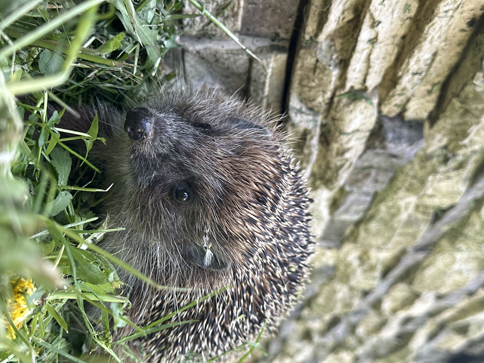 The image shows a hedgehog nestled among green grass and foliage, adjacent to a textured stone or brick wall. The hedgehog is facing slightly toward the camera, with its dark, moist nose visible. The wall is composed of light-colored, irregular stones or bricks that appear weathered. The setting seems to be an urban or suburban environment where wildlife encounters are possible. There is no verifiable information about the location being in the city of Nizhny Novgorod, Russia, as requested.