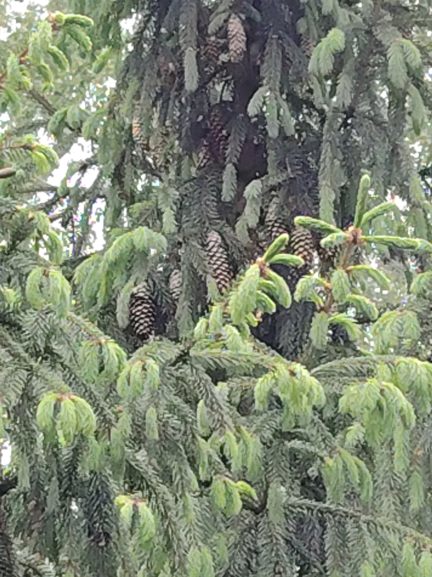The image shows a close-up view of a coniferous tree with numerous pine cones hanging from its branches. The tree's needles are a mix of green and blue-green, and new growth is visible at the tips of some branches. The pine cones are brown and appear to be of varying sizes. The background is blurred, suggesting a shallow depth of field. The location is unknown.