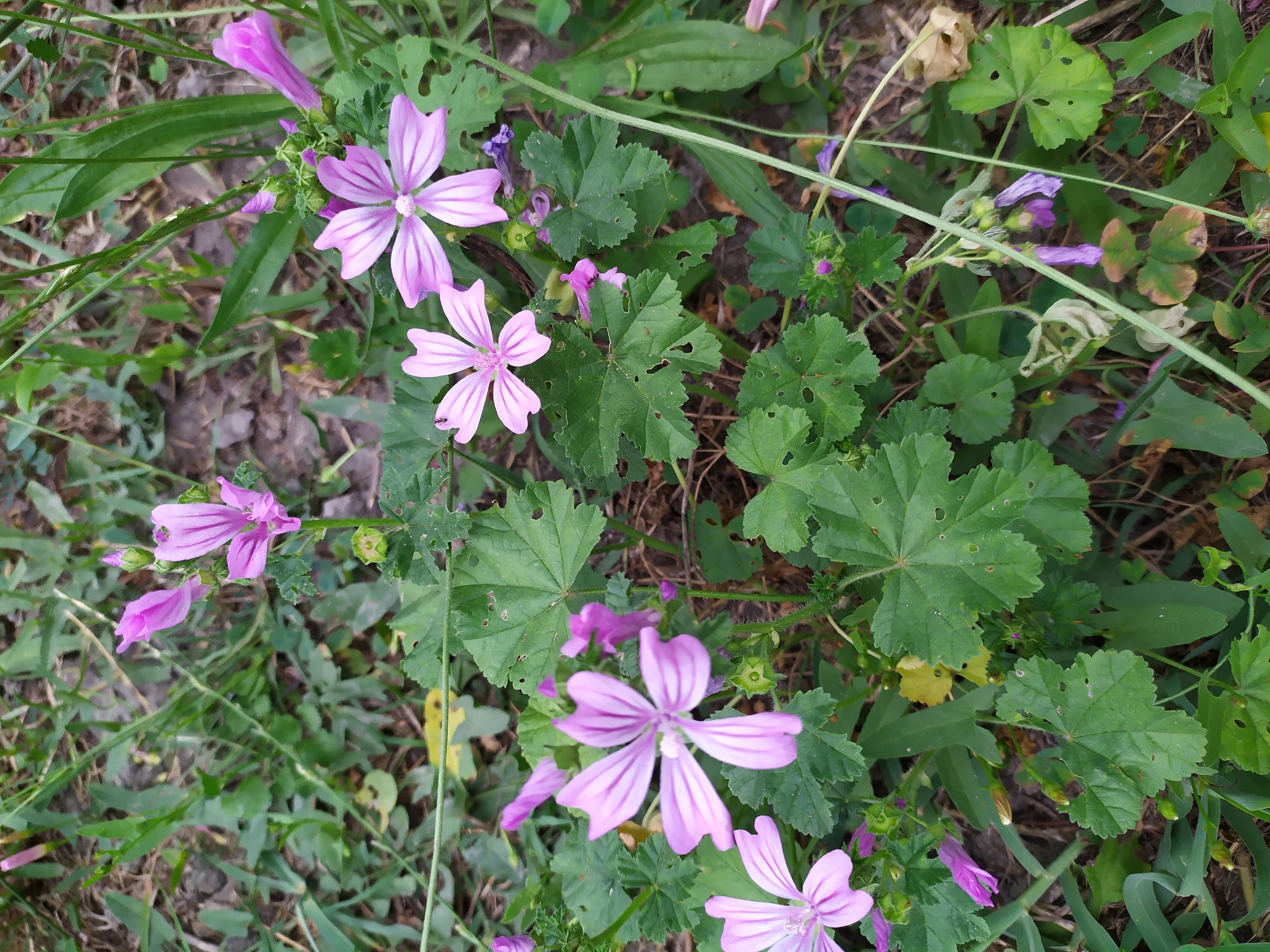 In Мирзамамедгышлаг, Azerbaijan, a cluster of pink mallow flowers with dark purple veins bloom amongst green foliage. The flowers are five-petaled and have a delicate appearance. The leaves are broad and lobed, with some exhibiting small holes. The surrounding environment is grassy and appears to be outdoors, possibly a field or garden. The lighting suggests it is daytime.