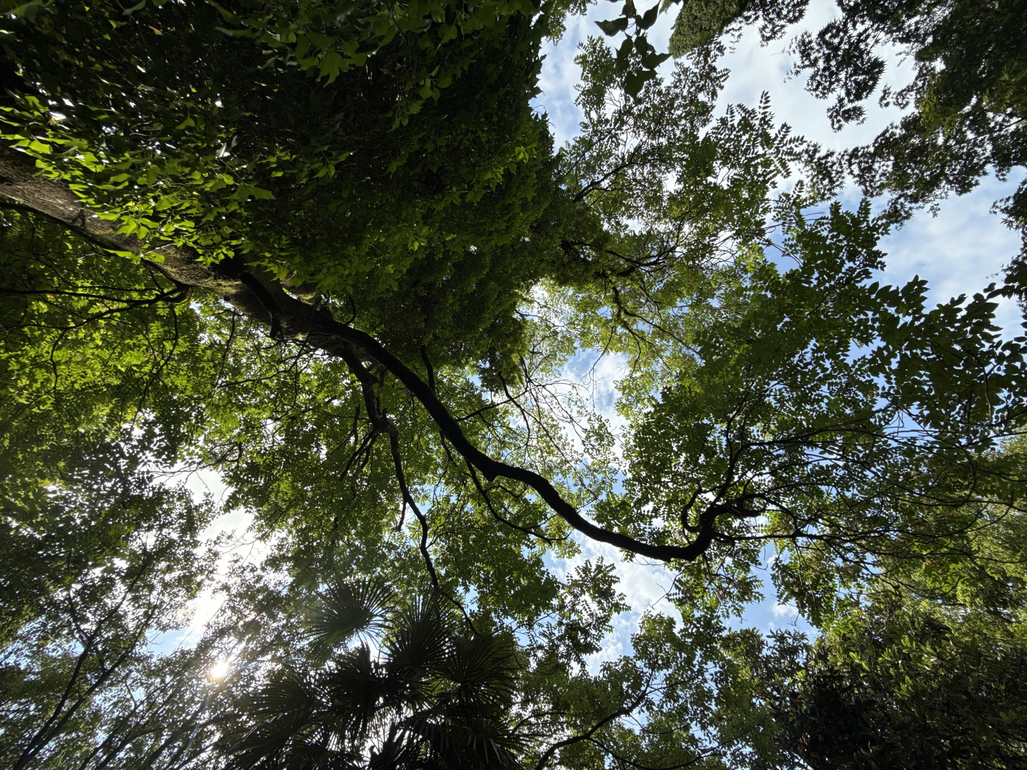 This media file is a low-angle shot looking up into a canopy of lush green trees against a bright blue sky with scattered white clouds. The sun is shining through the leaves, creating dappled light and some lens flare in the lower right quadrant of the image. The scene appears to be a park or a wooded area, likely in Sochi, Russia, given the context.
The primary subjects are the trees, their branches, and leaves, which dominate the frame. The foliage is dense in some areas, obscuring the sky, while in other parts, the sky is clearly visible, peeking through the gaps. A prominent dark branch extends diagonally across the upper middle of the image, adding depth and structure. In the lower portion of the image, there are also some palm-like fronds visible, suggesting a subtropical or temperate climate.
The time of day is clearly daytime, with bright sunlight indicating it's likely late morning or afternoon. The weather appears to be clear and sunny, conducive to being outdoors. There are no people or specific objects visible, making it a purely natural scene. The overall emotion conveyed is one of tranquility and immersion in nature. There is no visible text in the image.