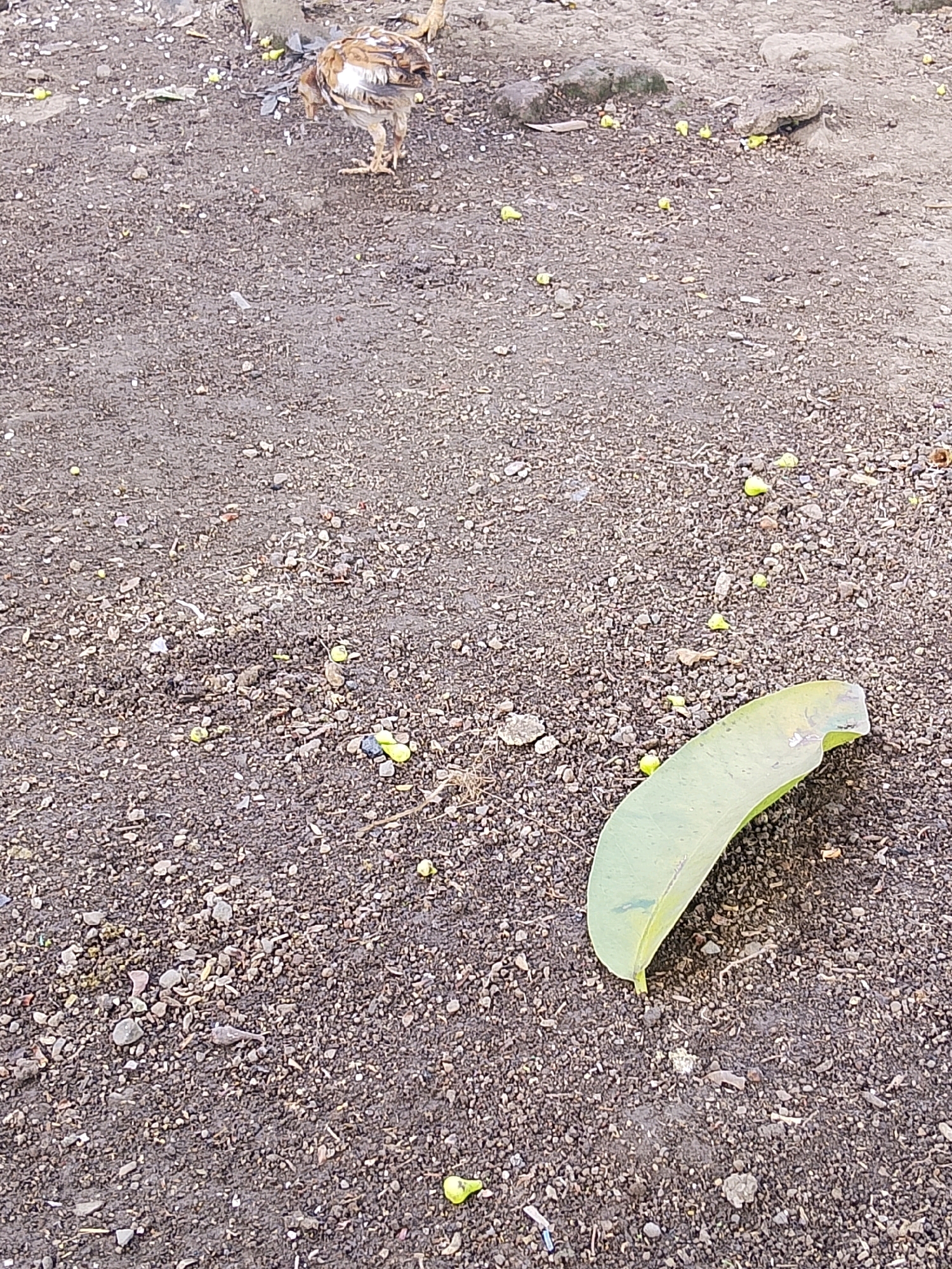 A young chicken pecks at the ground, which is covered in small pebbles and dirt. Scattered across the ground are several small, yellow, round objects, possibly seeds or berries. In the foreground, a single, large, green leaf lies on the ground, with a bite taken out of its edge. The chicken appears to be alone in the frame.