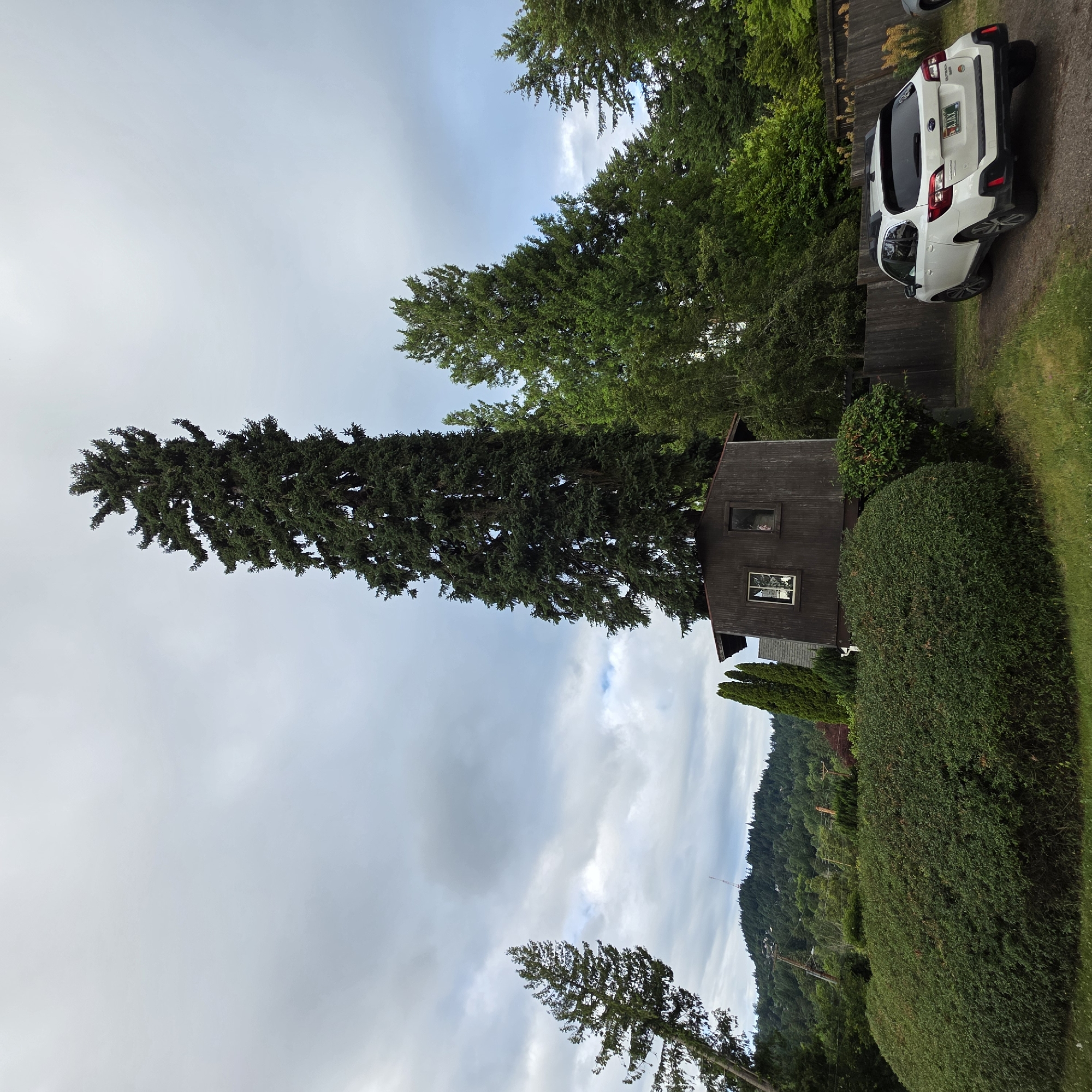 The image depicts a very tall, slender evergreen tree growing directly out of a small, dark brown wooden structure that resembles a house or shed. The structure has at least two windows, one of which shows a person's face. The tree is so tall that it dominates the skyline. In front of the structure is a large, manicured green hedge. To the right of the structure and hedge, a white Subaru Outback is parked on a gravel driveway. A wooden fence runs along the right side of the image. In the background, there are more evergreen trees and a lush green hillside with some houses and what appears to be a radio tower at the summit. The sky is overcast with dramatic clouds. The scene appears to be in a residential area with significant tree cover, consistent with many neighborhoods in Portland, Oregon, United States.