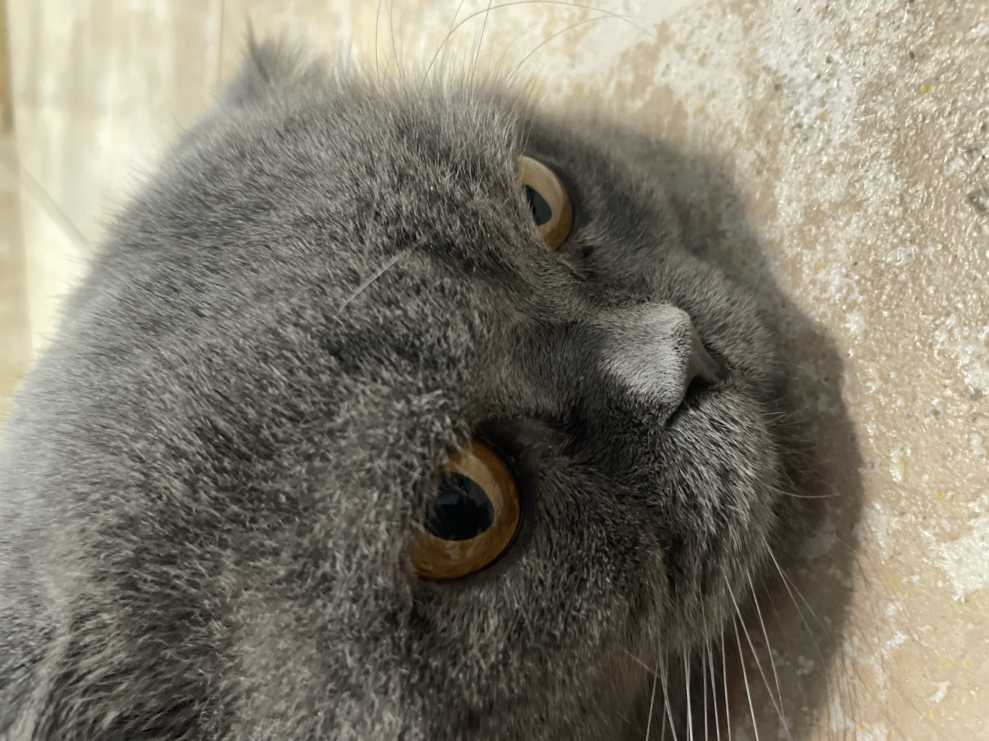 A close-up, eye-level shot shows a gray Scottish Fold cat lying down on a light-colored, textured surface. The cat's fur is thick and plush. Its left eye, a deep amber color with a black pupil, is in sharp focus. The right eye is partially visible and also amber. Long, white whiskers extend from its snout. The background is a blur of neutral tones, suggesting the cat is indoors.