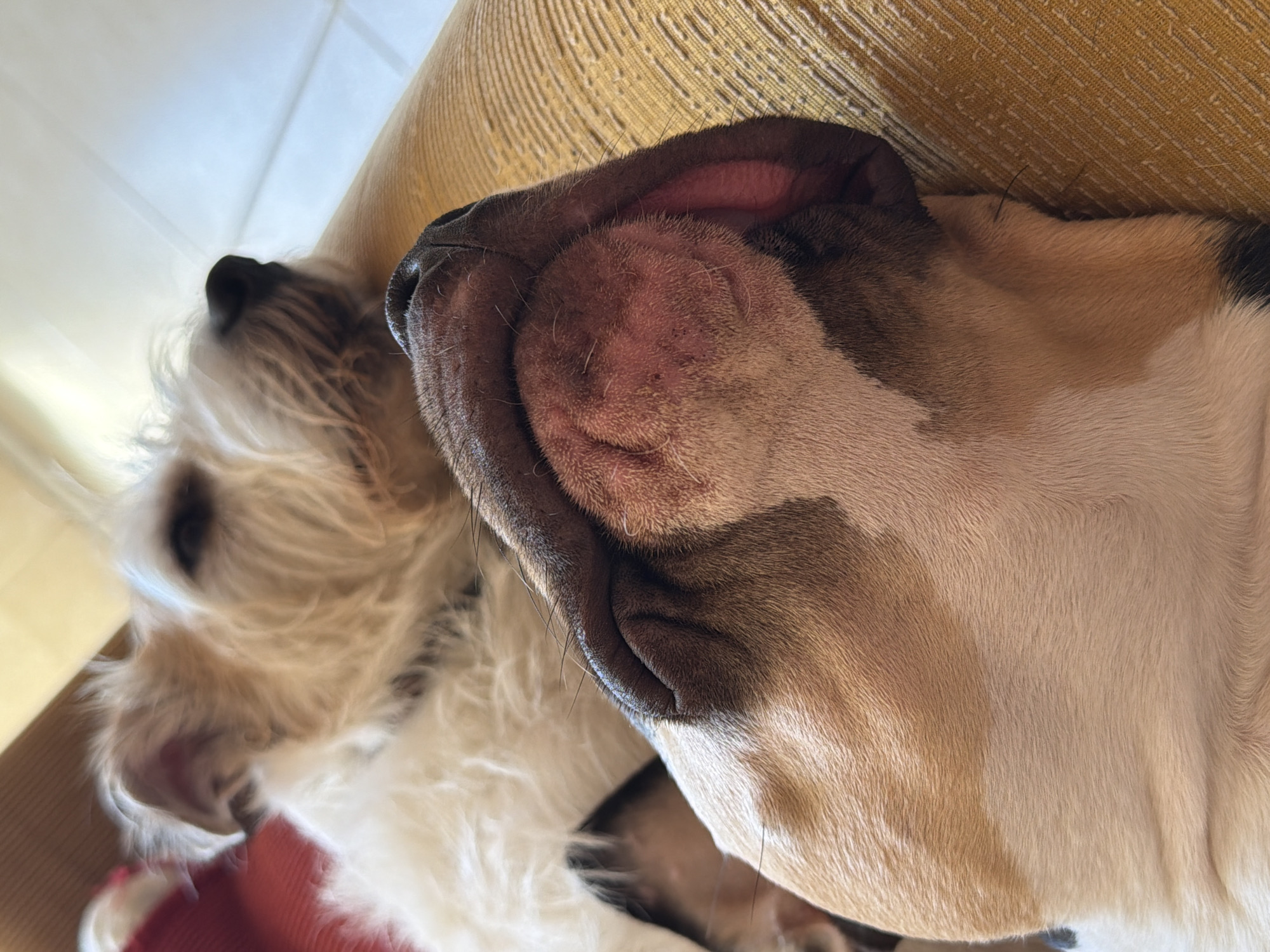 The image shows two dogs sleeping on a light brown couch, likely indoors. One dog is a tan and white bulldog-type breed, with its face and snout prominent in the foreground. The other dog, visible in the background, is a smaller, fluffy, white terrier-type breed. The floor is tiled with white tiles. There are no people visible. The location in Tel-Aviv, Israel, cannot be determined from the image.