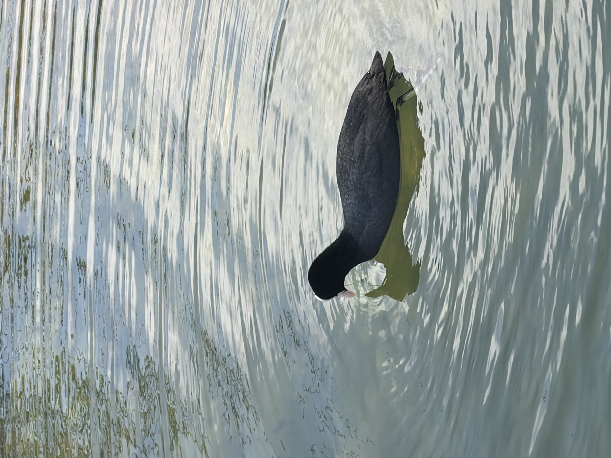An overhead shot captures a solitary Eurasian Coot (Fulica atra) partially submerged in rippling water, with its head dipped below the surface, likely foraging or drinking. The bird's body is dark, almost black, contrasting with its distinctive white frontal shield and small white beak, which is just visible at the waterline.
The water surface is highly reflective, displaying numerous elongated, vertical ripples and bright highlights that suggest strong daylight, possibly from a bright sky or direct sunlight. These reflections create a dynamic pattern of light and shadow across the water, ranging from bright white and light blue tones to areas of deeper green-grey, indicating varying light penetration or possibly submerged vegetation. The ripples appear to extend across the entire visible surface of the water, creating a textured background for the bird.
The scene conveys a peaceful moment of wildlife activity. The image does not contain any visible text. Given the location context, this natural scene likely takes place on a pond, lake, or canal in London, United Kingdom, where coots are commonly found. The bright lighting conditions suggest it is daytime, possibly late morning or early afternoon, on a clear day.